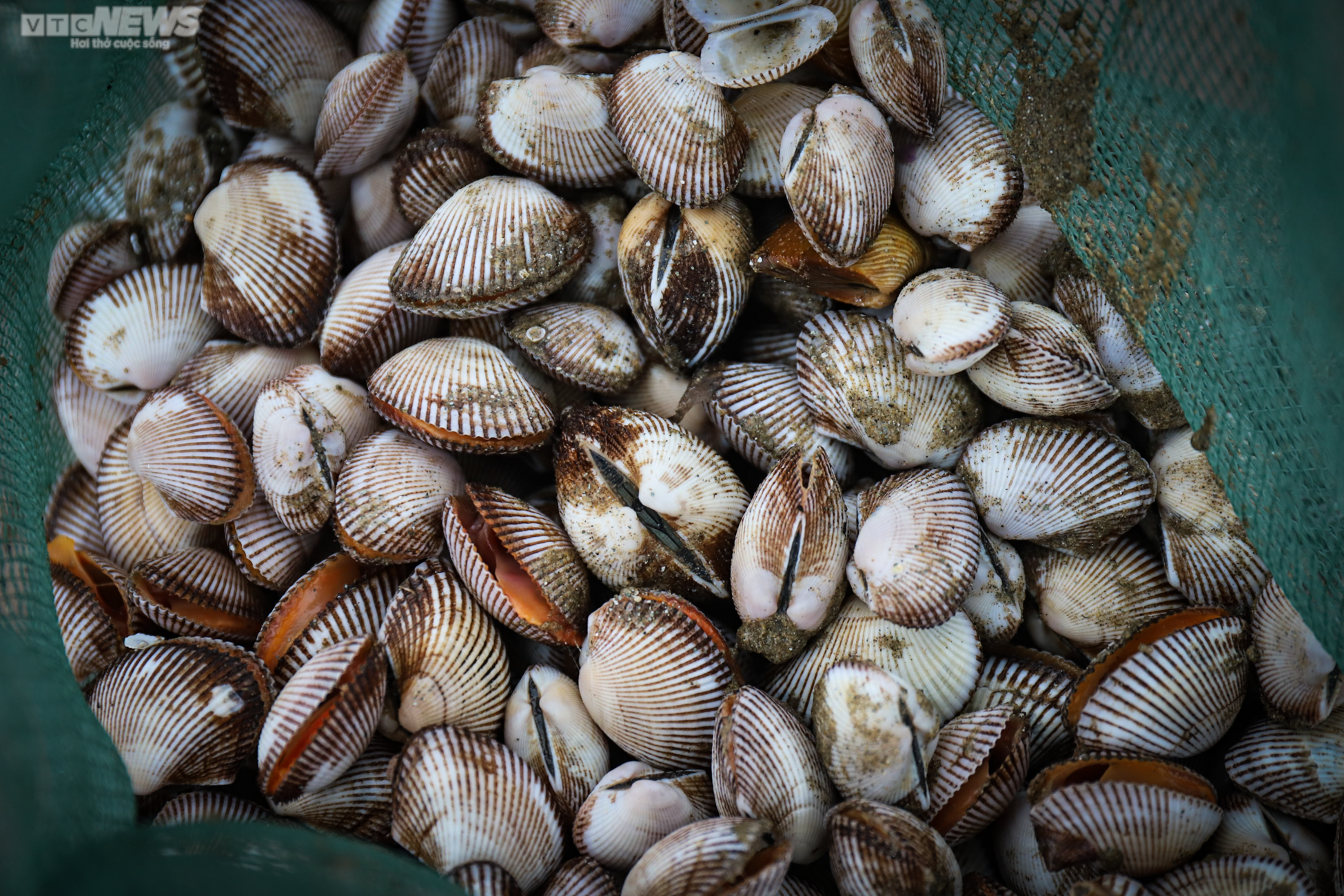 Ảnh: Người Hà Tĩnh đổ xô ra biển vớt sò lông sau mưa bão - 5