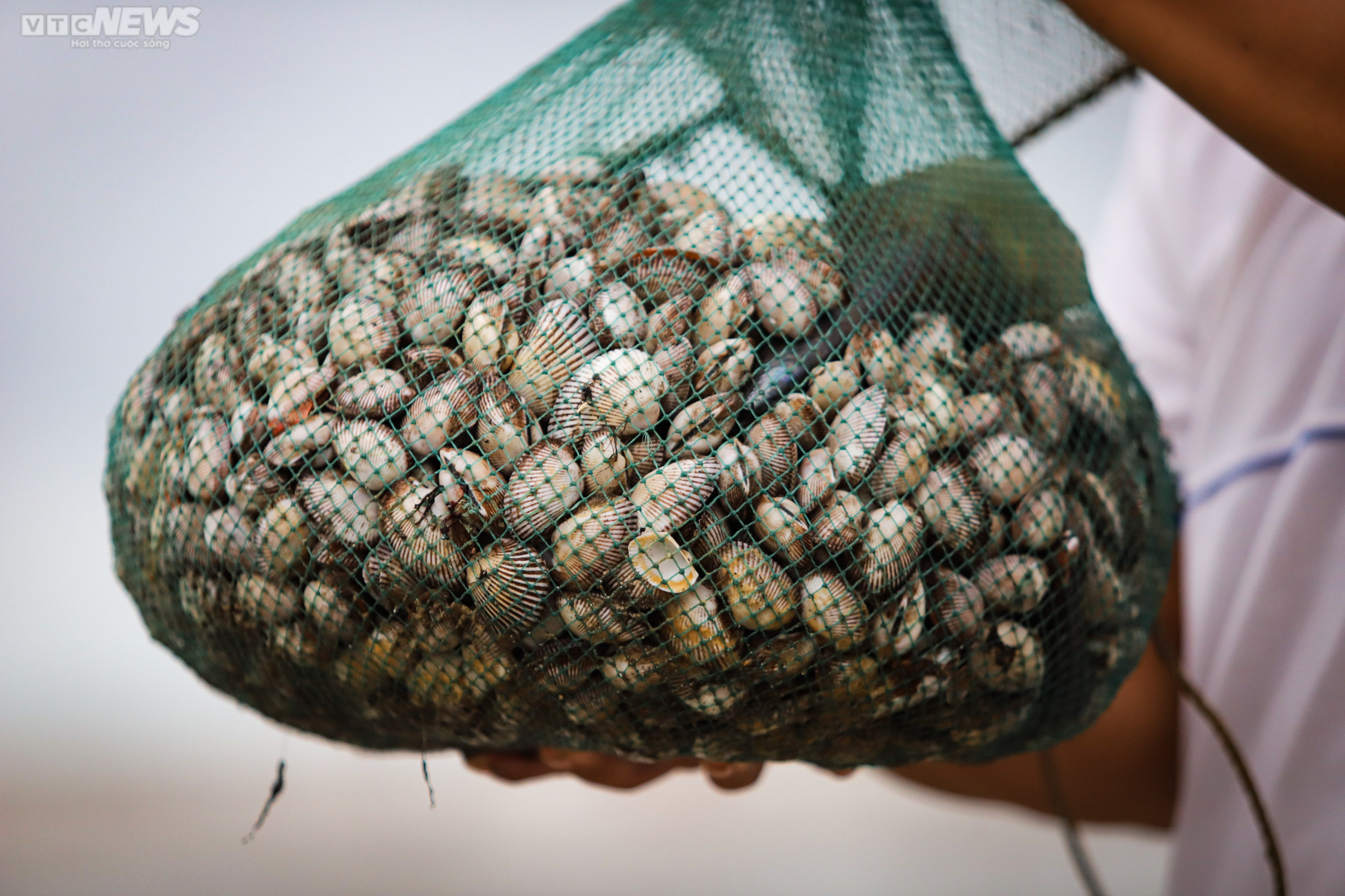 Ảnh: Người Hà Tĩnh đổ xô ra biển vớt sò lông sau mưa bão - 13