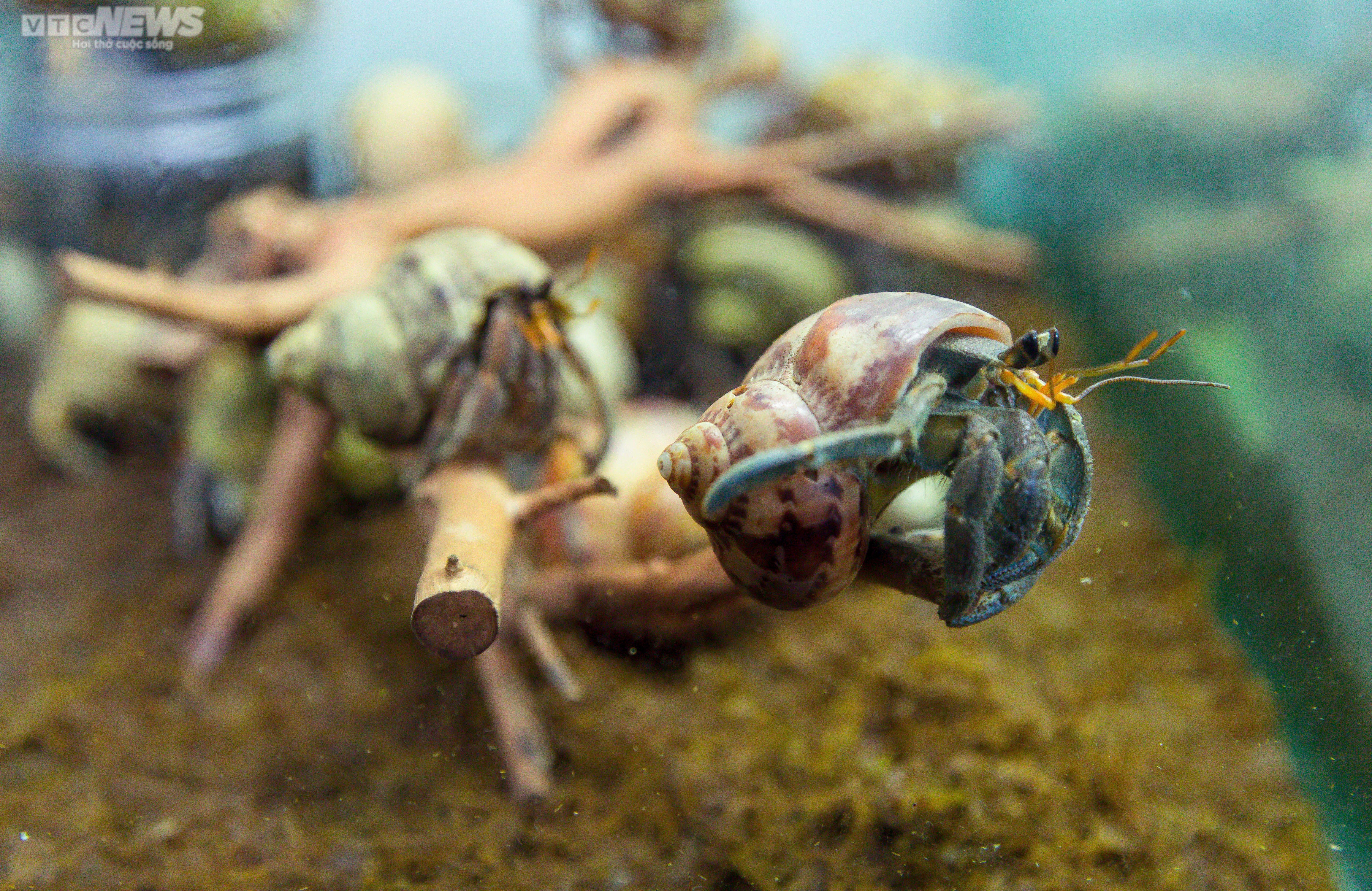 Bộ sưu tập ốc mượn hồn sặc sỡ sắc màu của cô gái 9X Hà Nội - 5