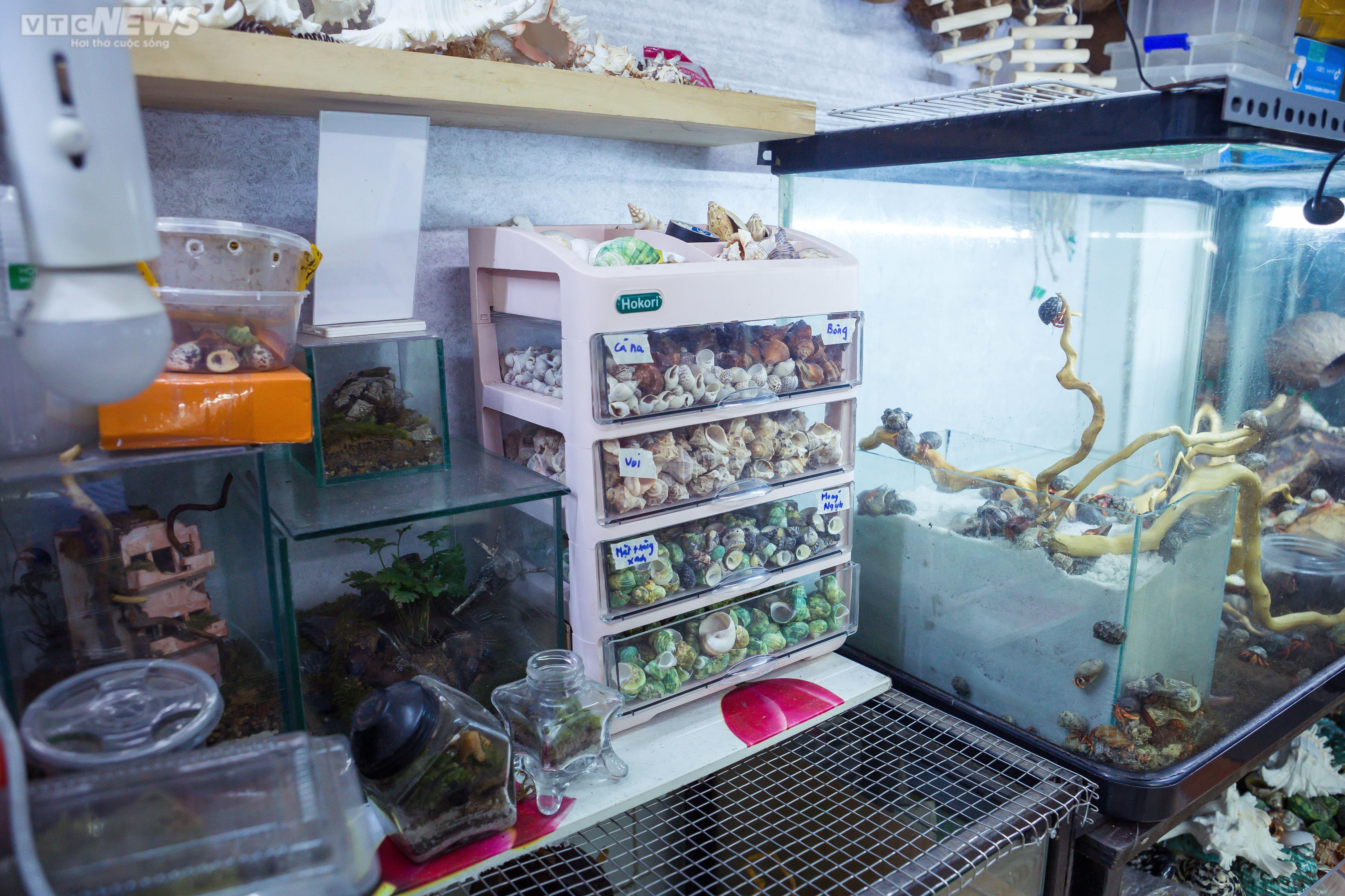 Bộ sưu tập ốc mượn hồn sặc sỡ sắc màu của cô gái 9X Hà Nội - 10