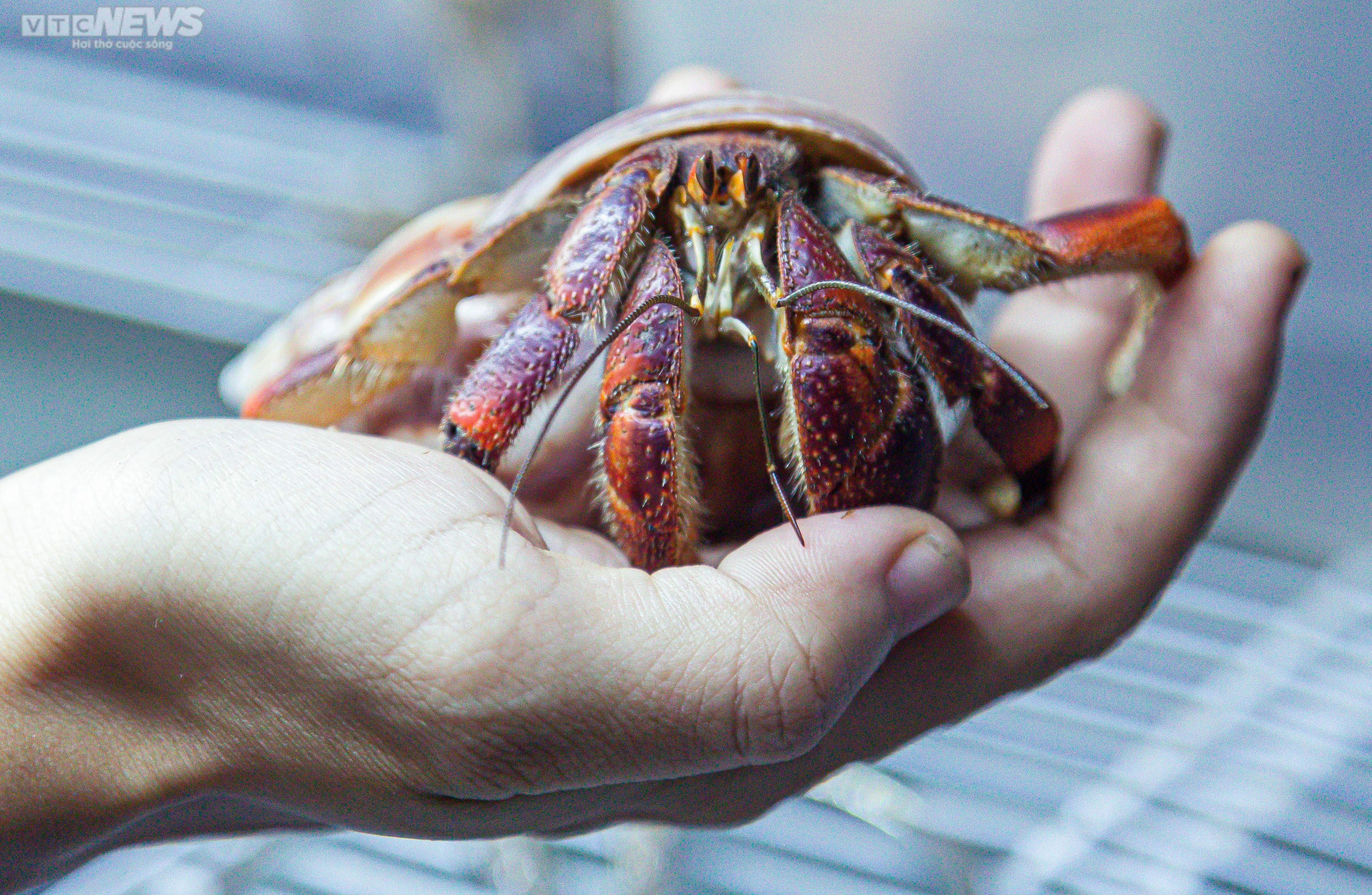 Bộ sưu tập ốc mượn hồn sặc sỡ sắc màu của cô gái 9X Hà Nội - 12