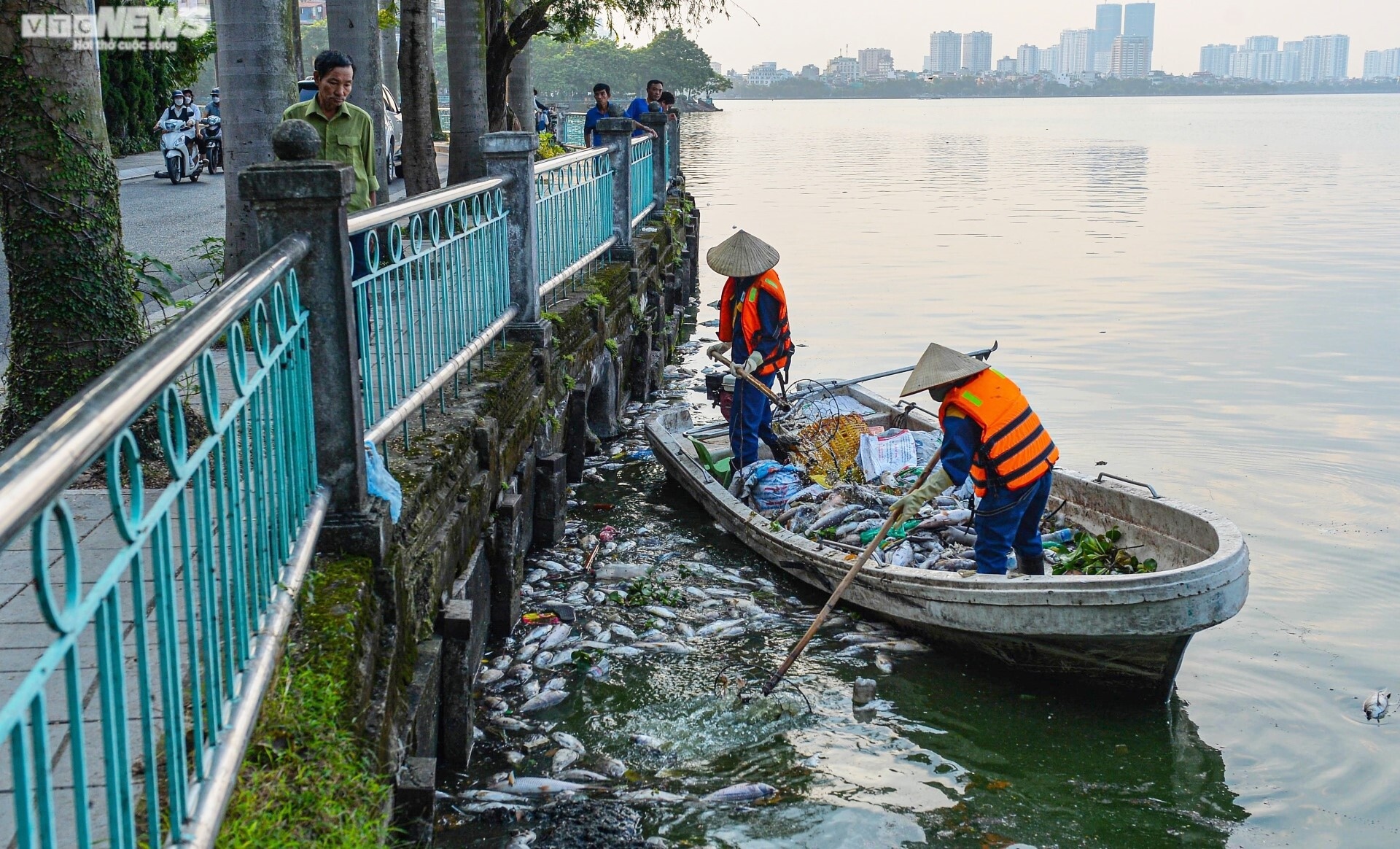 Ảnh: Cá chết hàng loạt nổi trắng Hồ Tây, bốc mùi hôi thối - 7