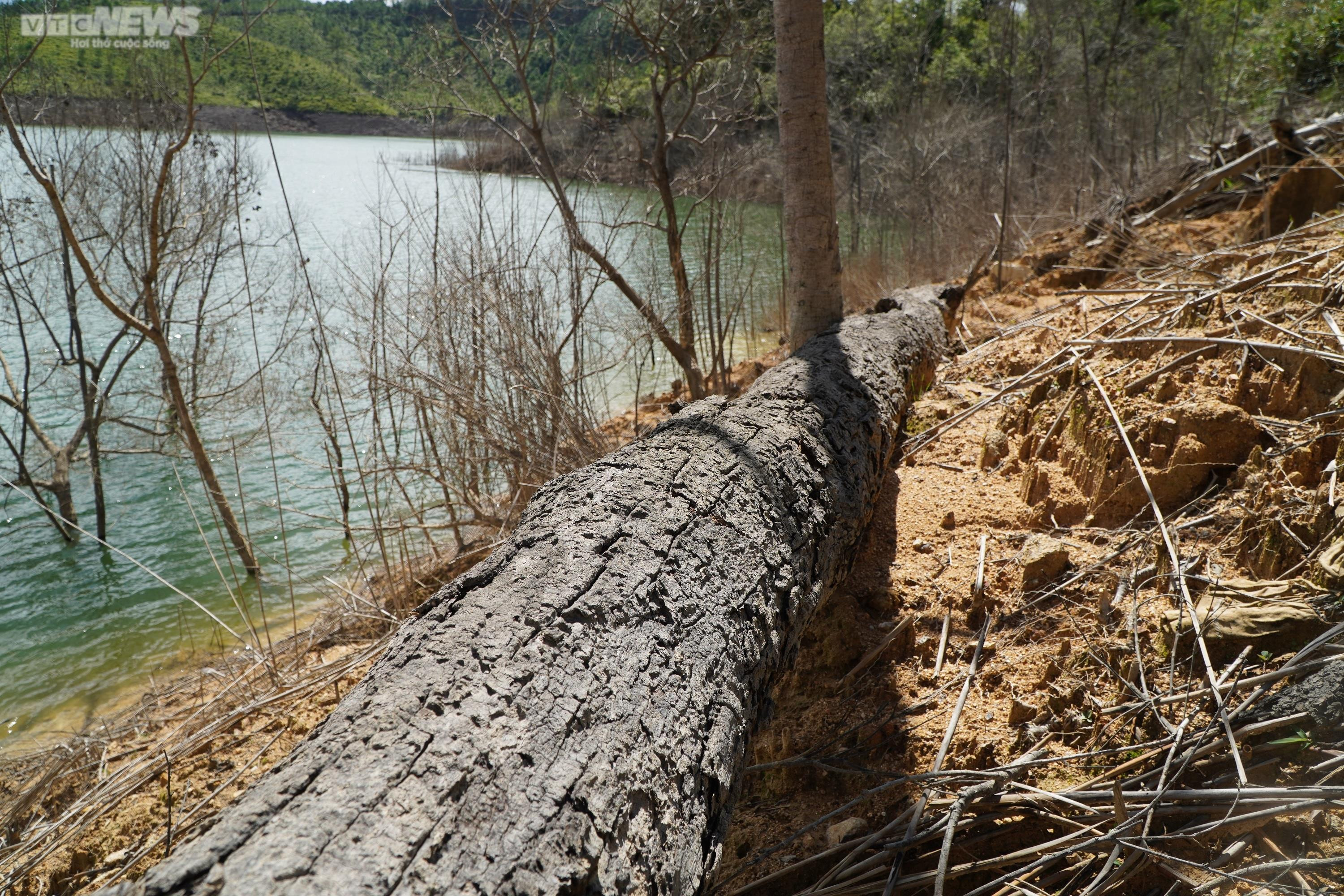 Cận cảnh hàng chục ha rừng chết khô do thủy điện tích nước - 11