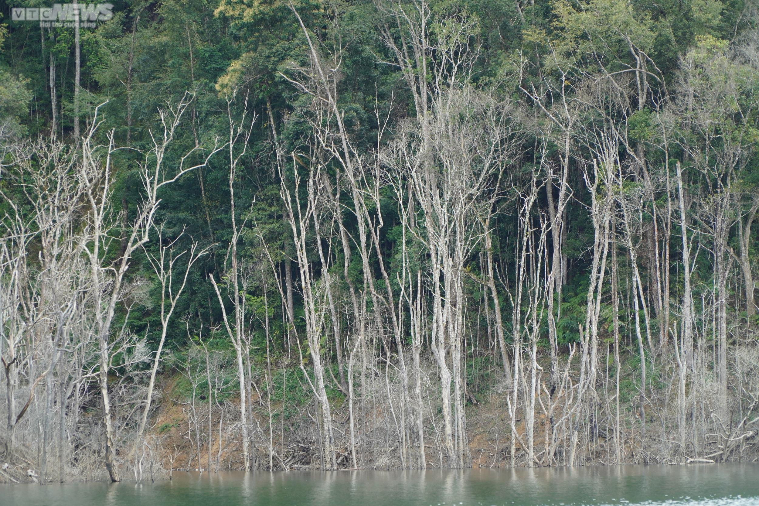 Cận cảnh hàng chục ha rừng chết khô do thủy điện tích nước - 5