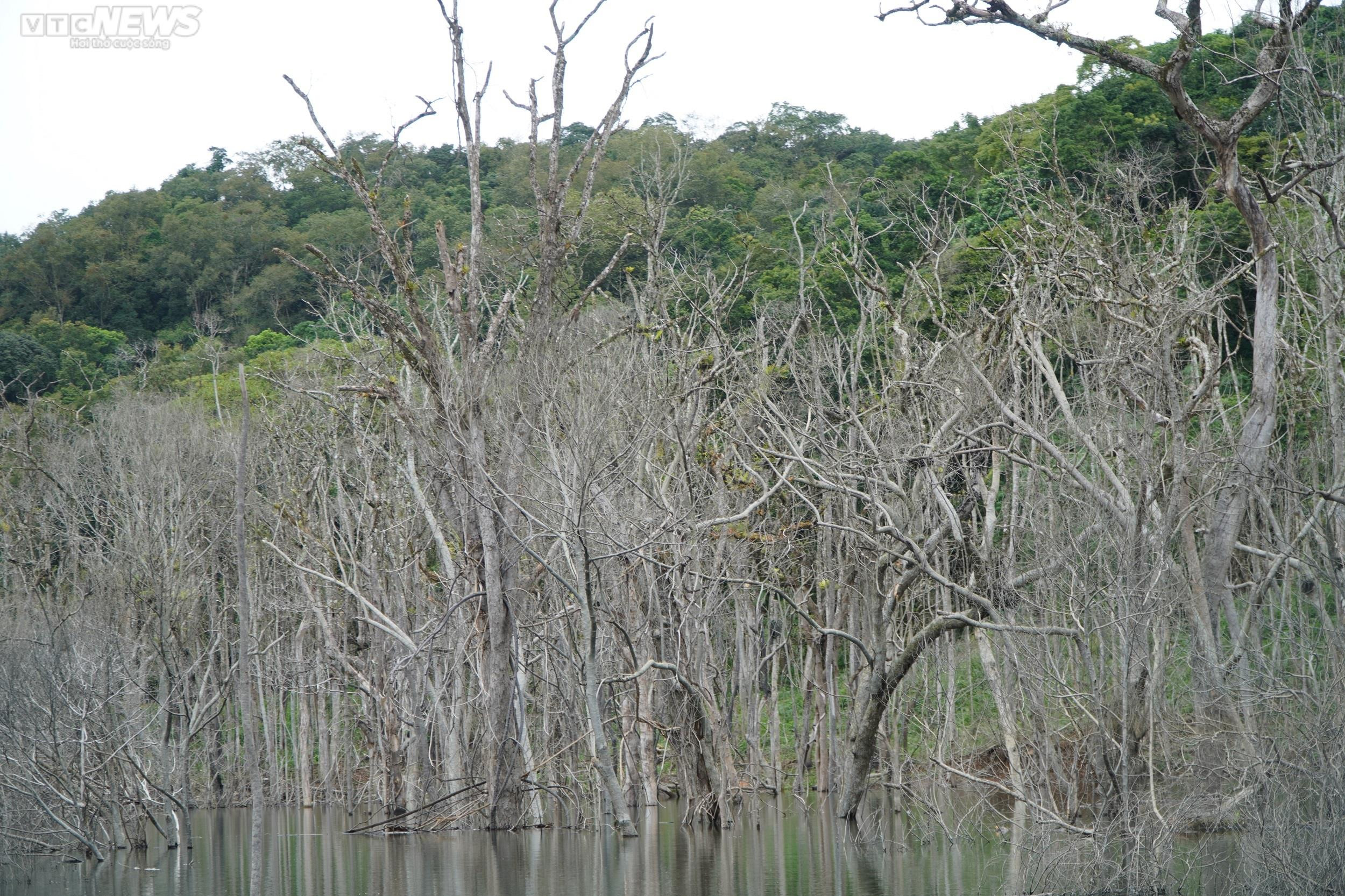 Cận cảnh hàng chục ha rừng chết khô do thủy điện tích nước - 6
