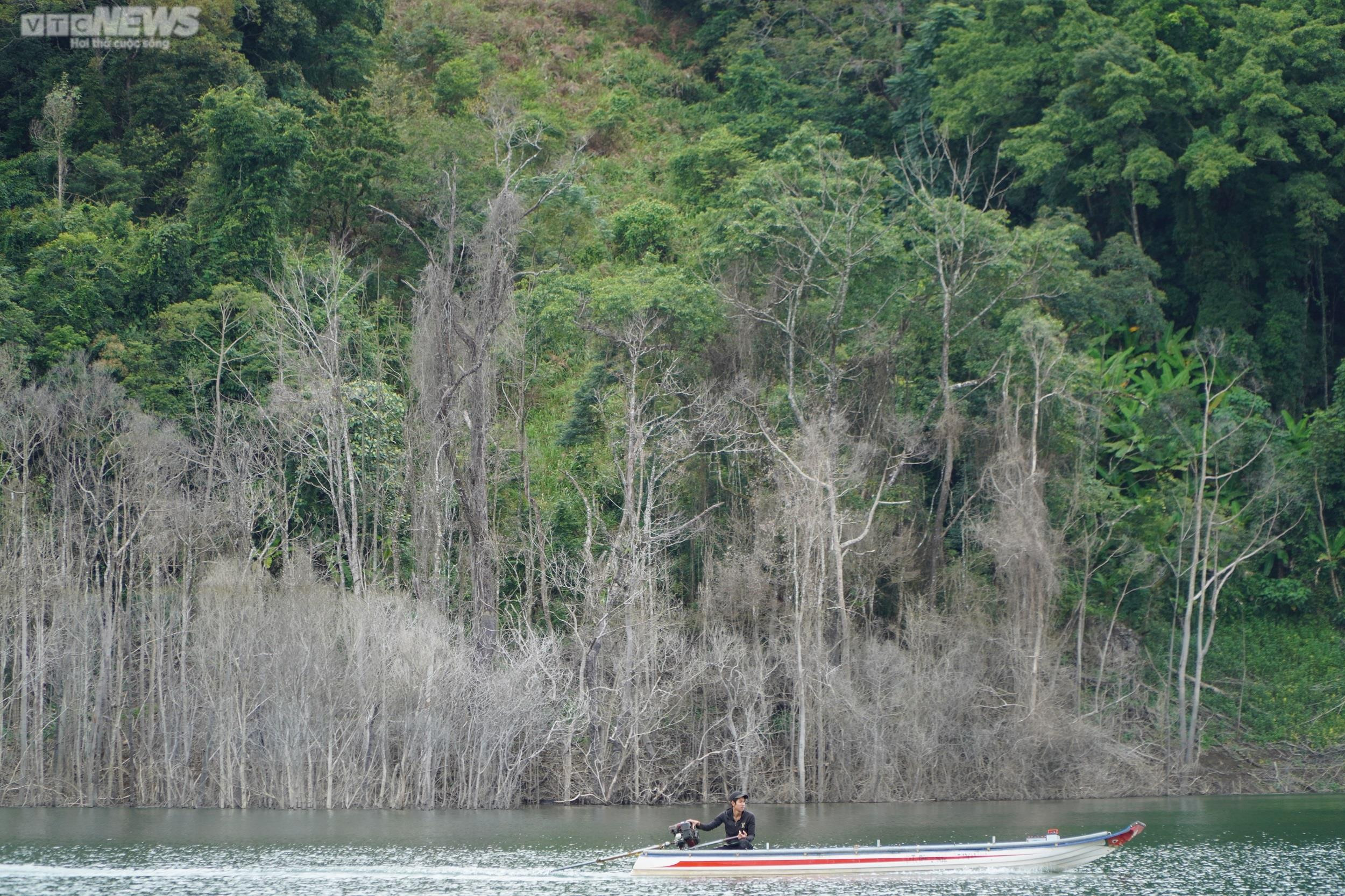 Cận cảnh hàng chục ha rừng chết khô do thủy điện tích nước - 7