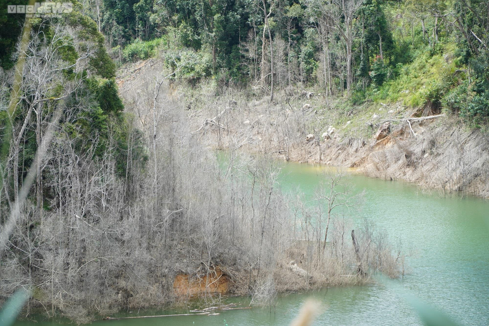 Cận cảnh hàng chục ha rừng chết khô do thủy điện tích nước - 4