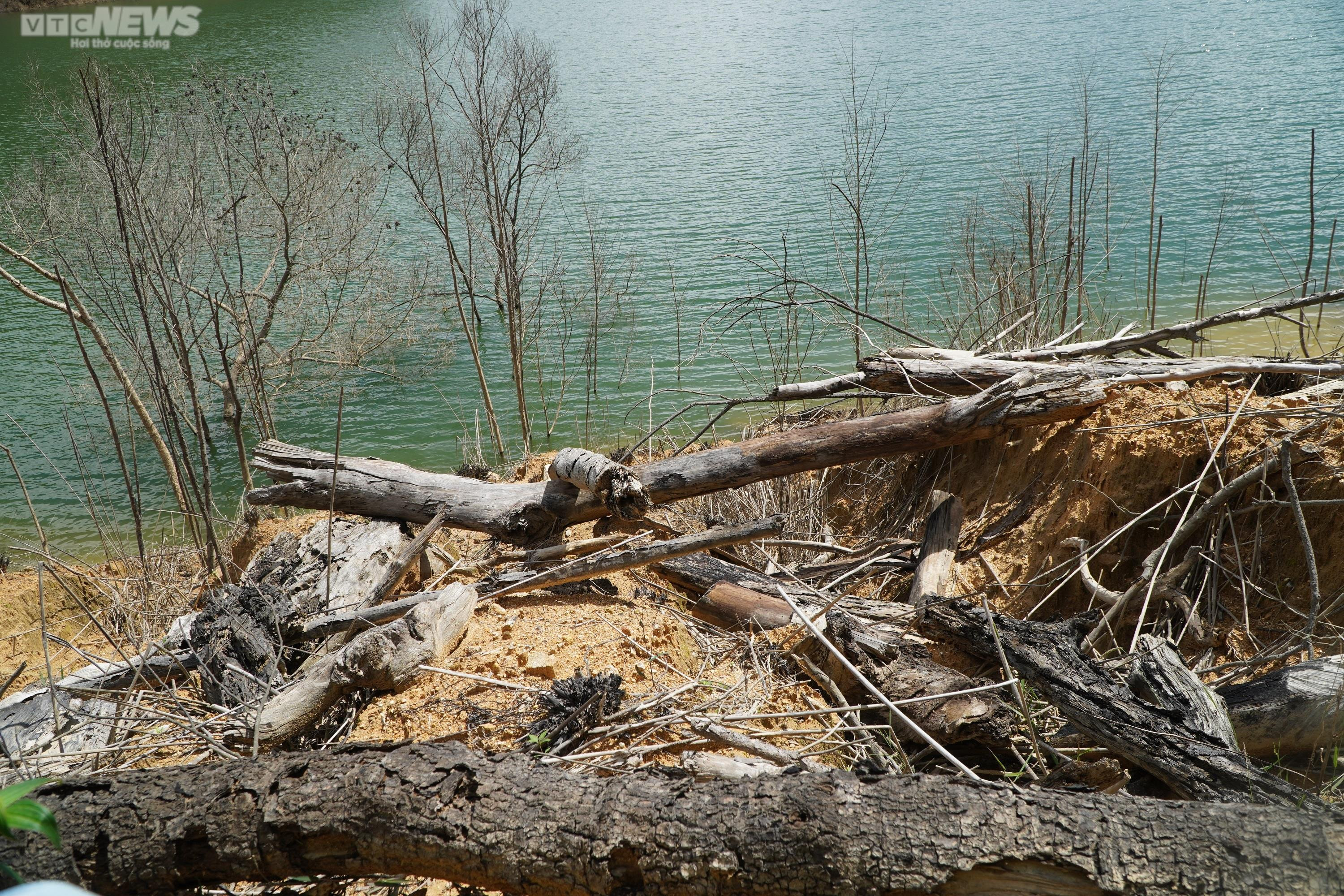 Cận cảnh hàng chục ha rừng chết khô do thủy điện tích nước - 10