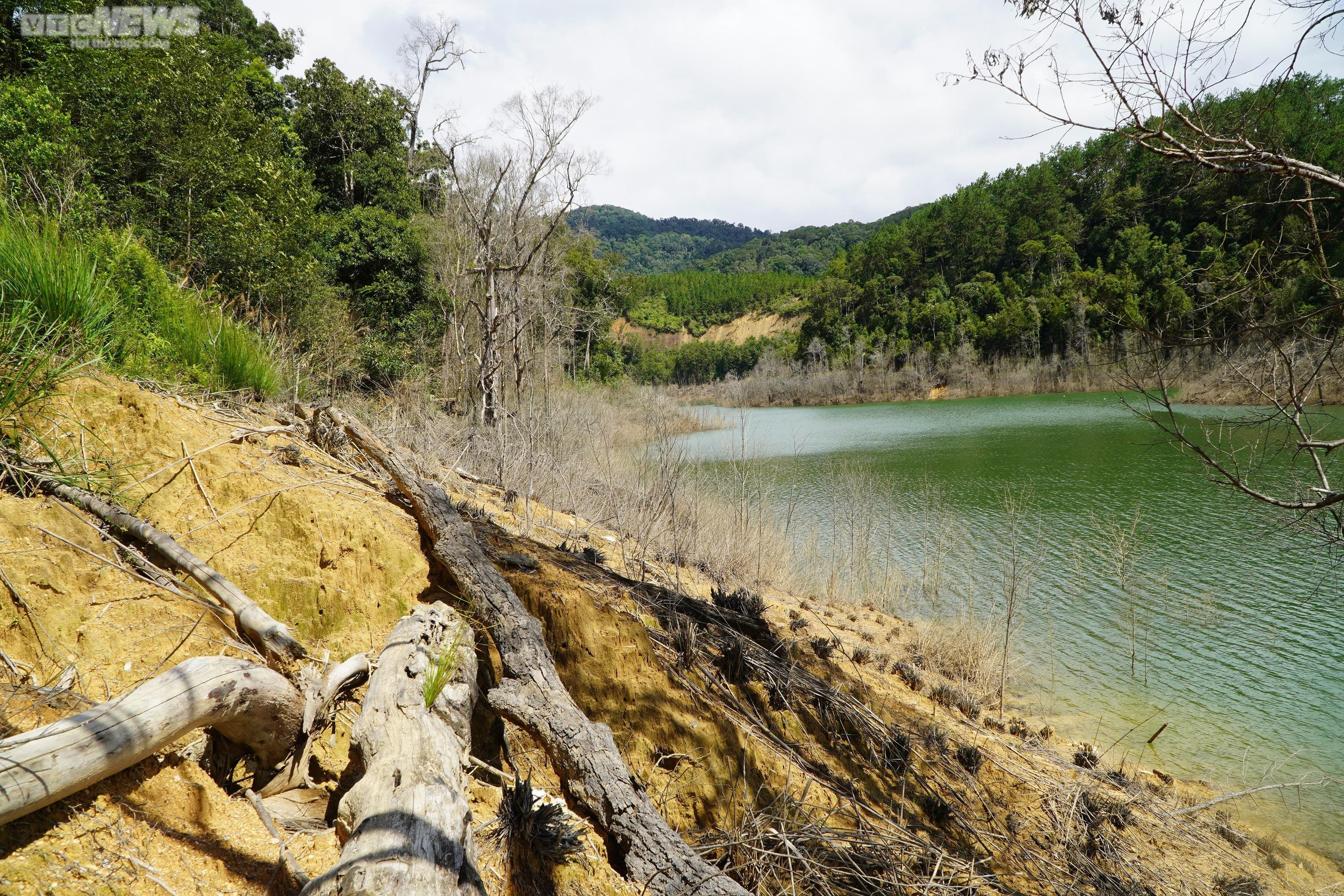 Cận cảnh hàng chục ha rừng chết khô do thủy điện tích nước - 12
