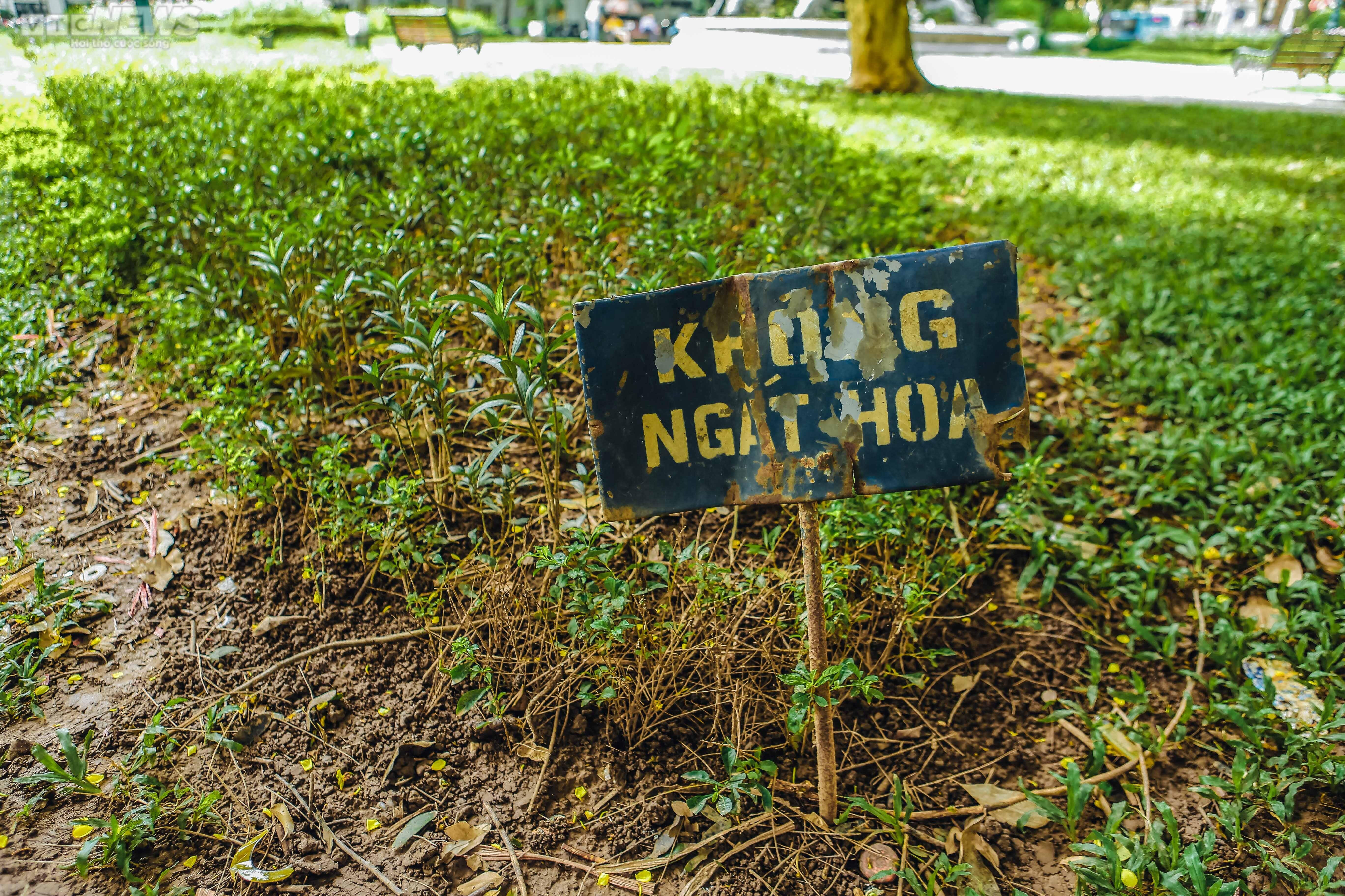 Ảnh: Hiện trạng vườn hoa Con Cóc 120 tuổi trước ngày 'thay áo mới' - 7