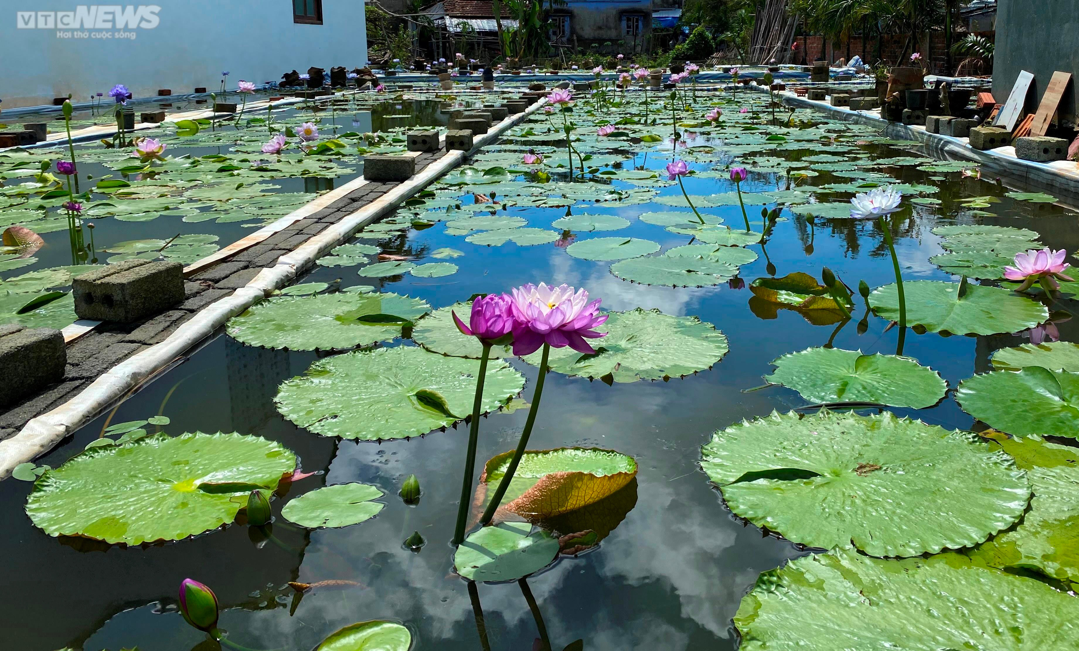 'Cất' bằng đại học, chàng kỹ sư địa chất Quảng Nam bỏ phố về quê trồng hoa súng - 8