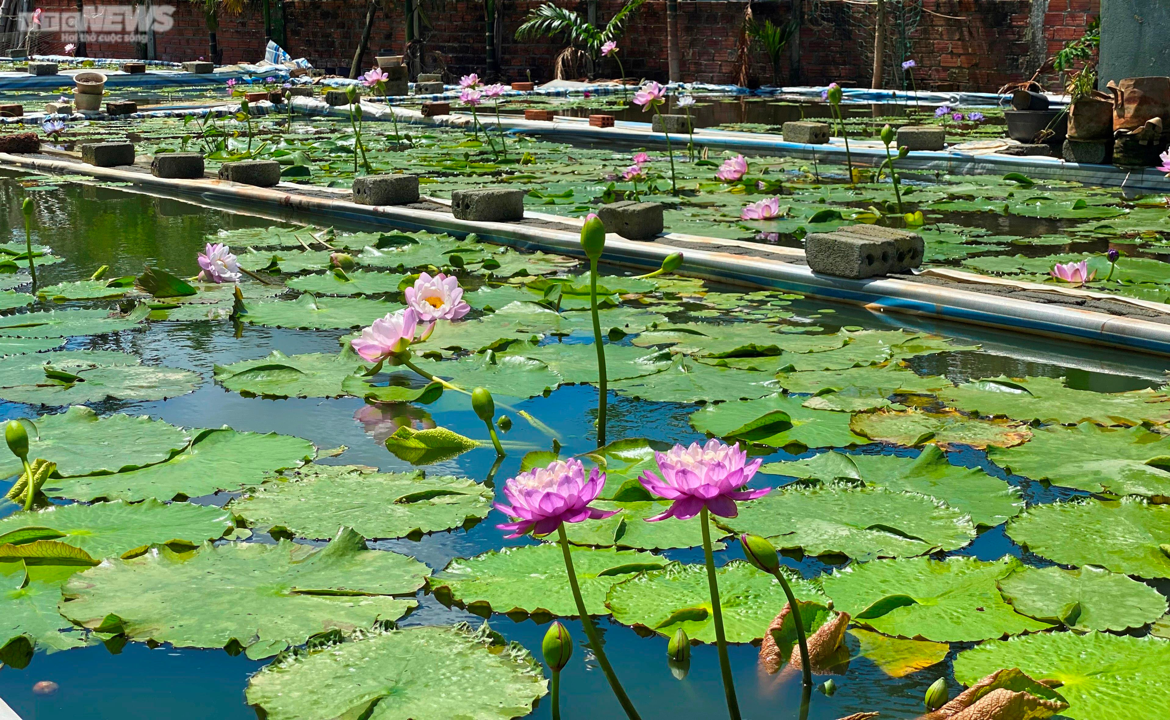 'Cất' bằng đại học, chàng kỹ sư địa chất Quảng Nam bỏ phố về quê trồng hoa súng - 2