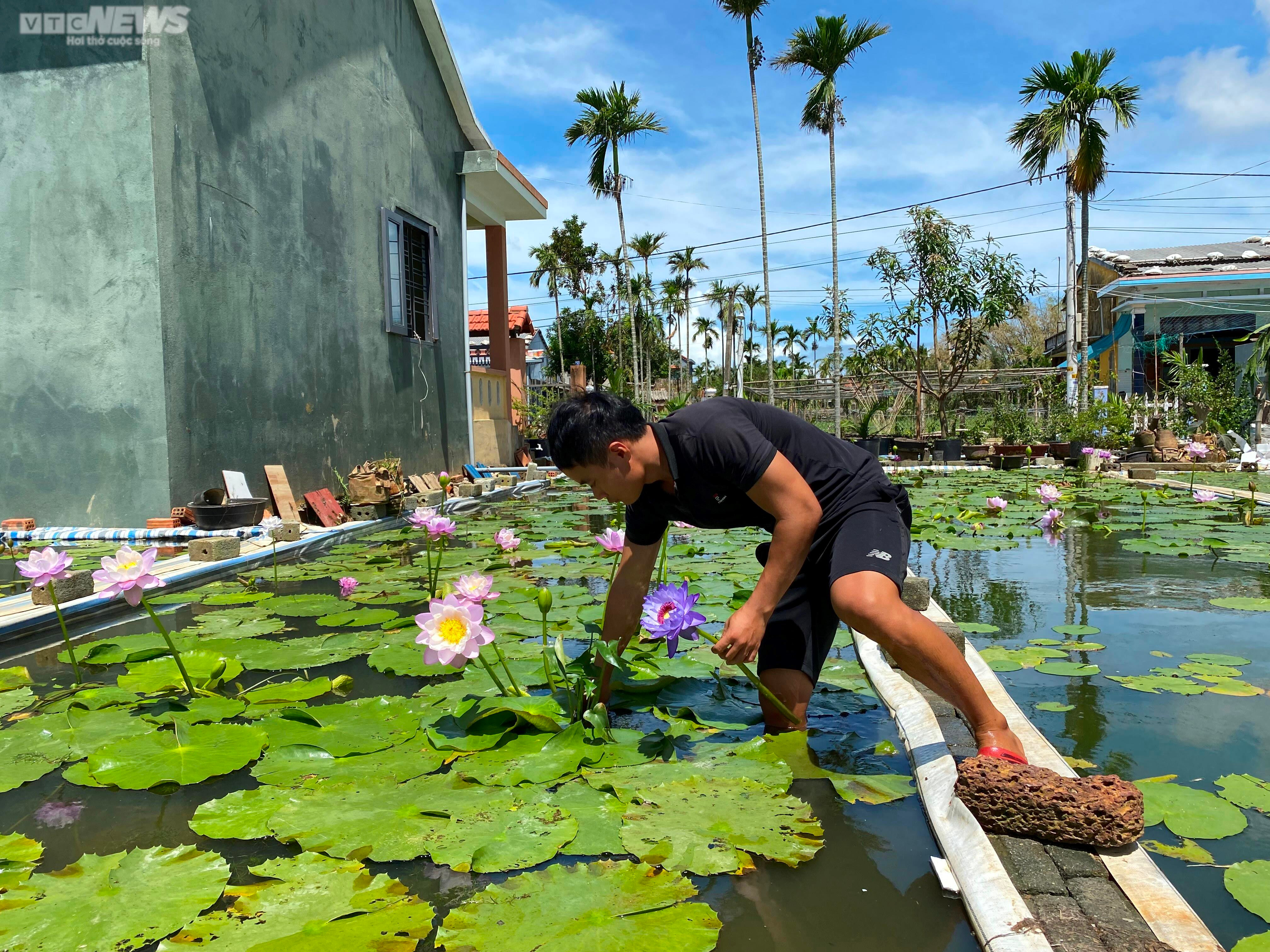 'Cất' bằng đại học, chàng kỹ sư địa chất Quảng Nam bỏ phố về quê trồng hoa súng - 7