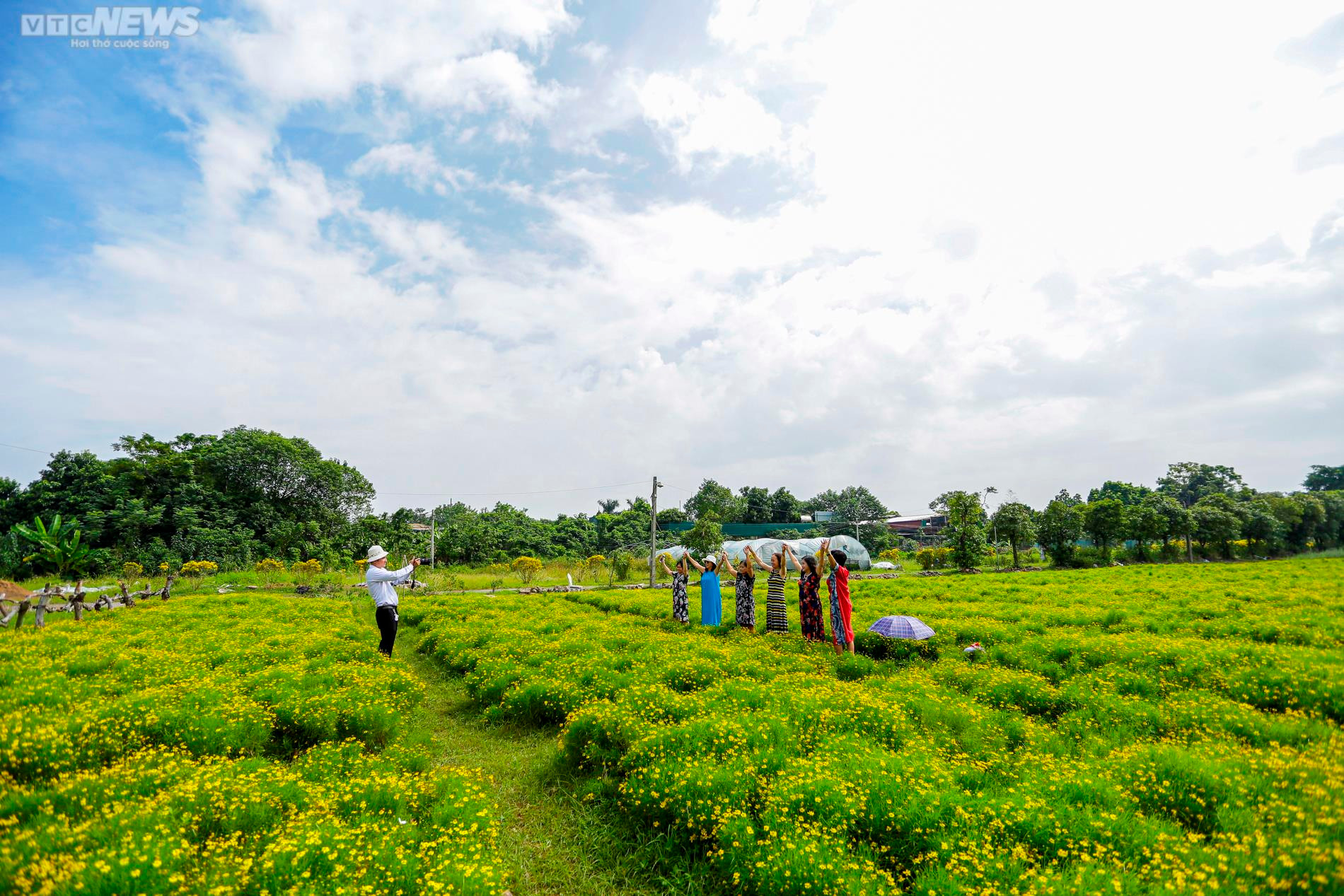Cánh đồng cúc sao băng thu hút giới trẻ Hà Nội đến check-in ngày cuối tuần - 4