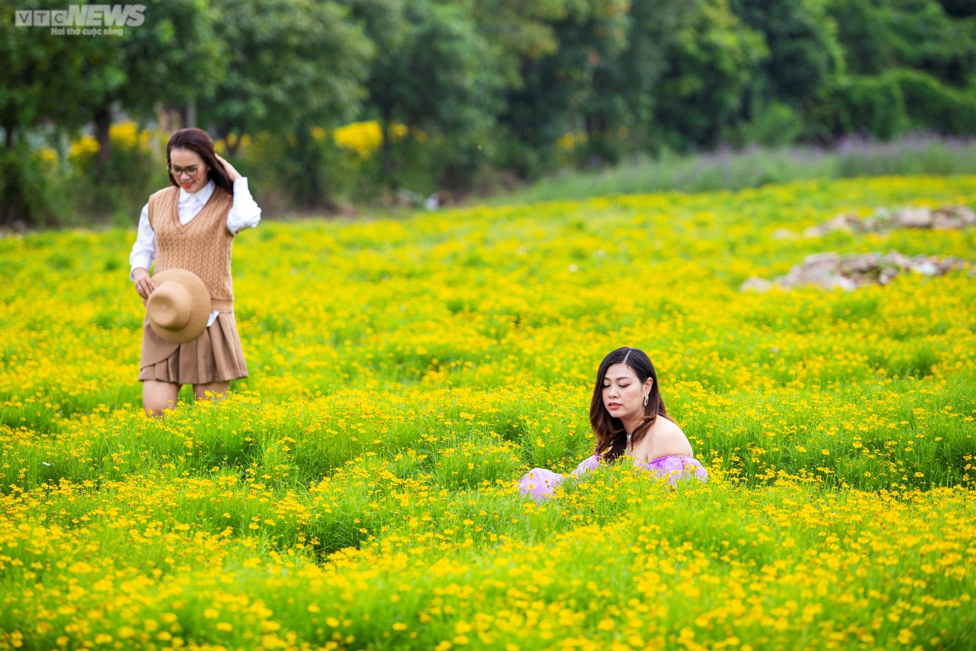 Cánh đồng cúc sao băng thu hút giới trẻ Hà Nội đến check-in ngày cuối tuần - 5