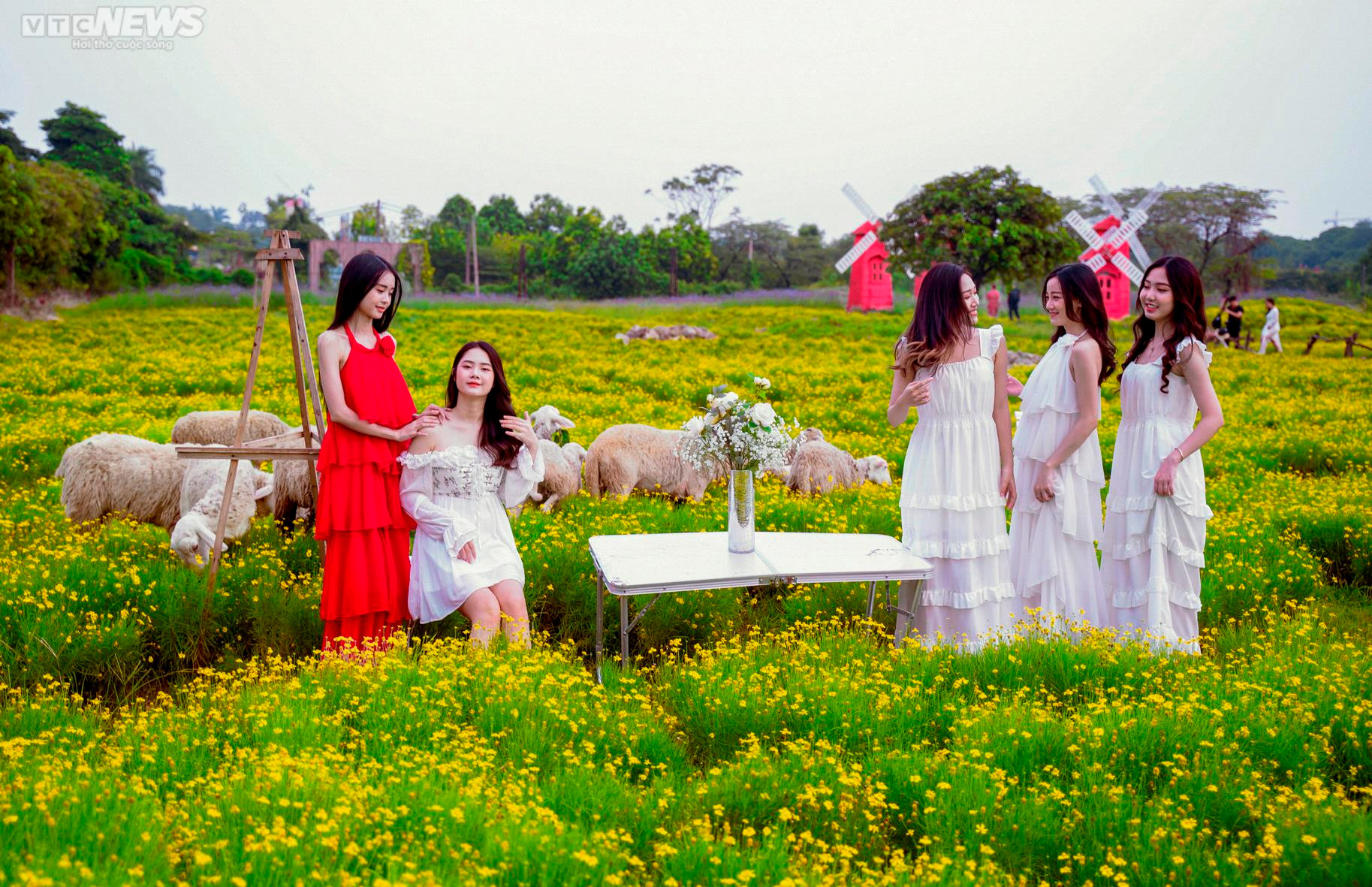 Cánh đồng cúc sao băng thu hút giới trẻ Hà Nội đến check-in ngày cuối tuần - 7