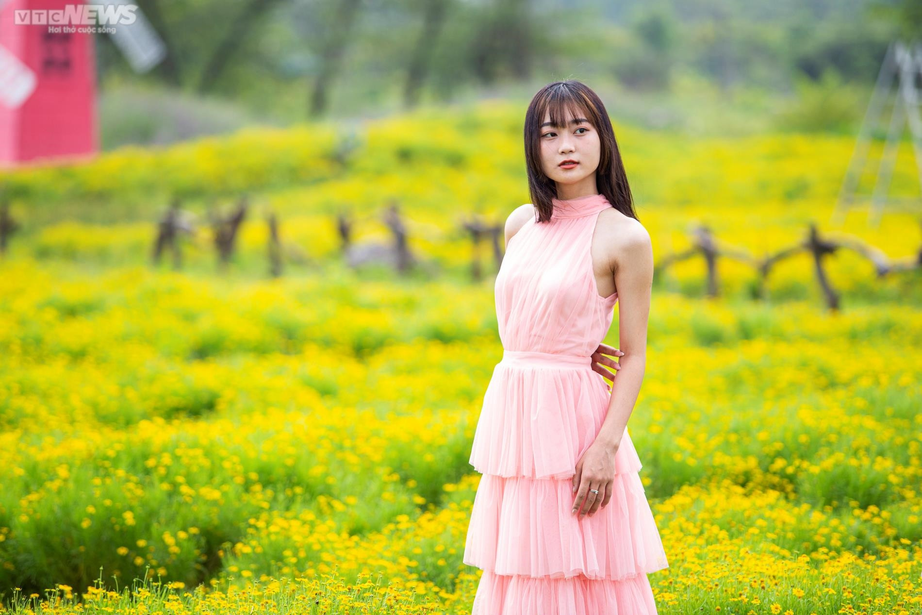 Cánh đồng cúc sao băng thu hút giới trẻ Hà Nội đến check-in ngày cuối tuần - 8