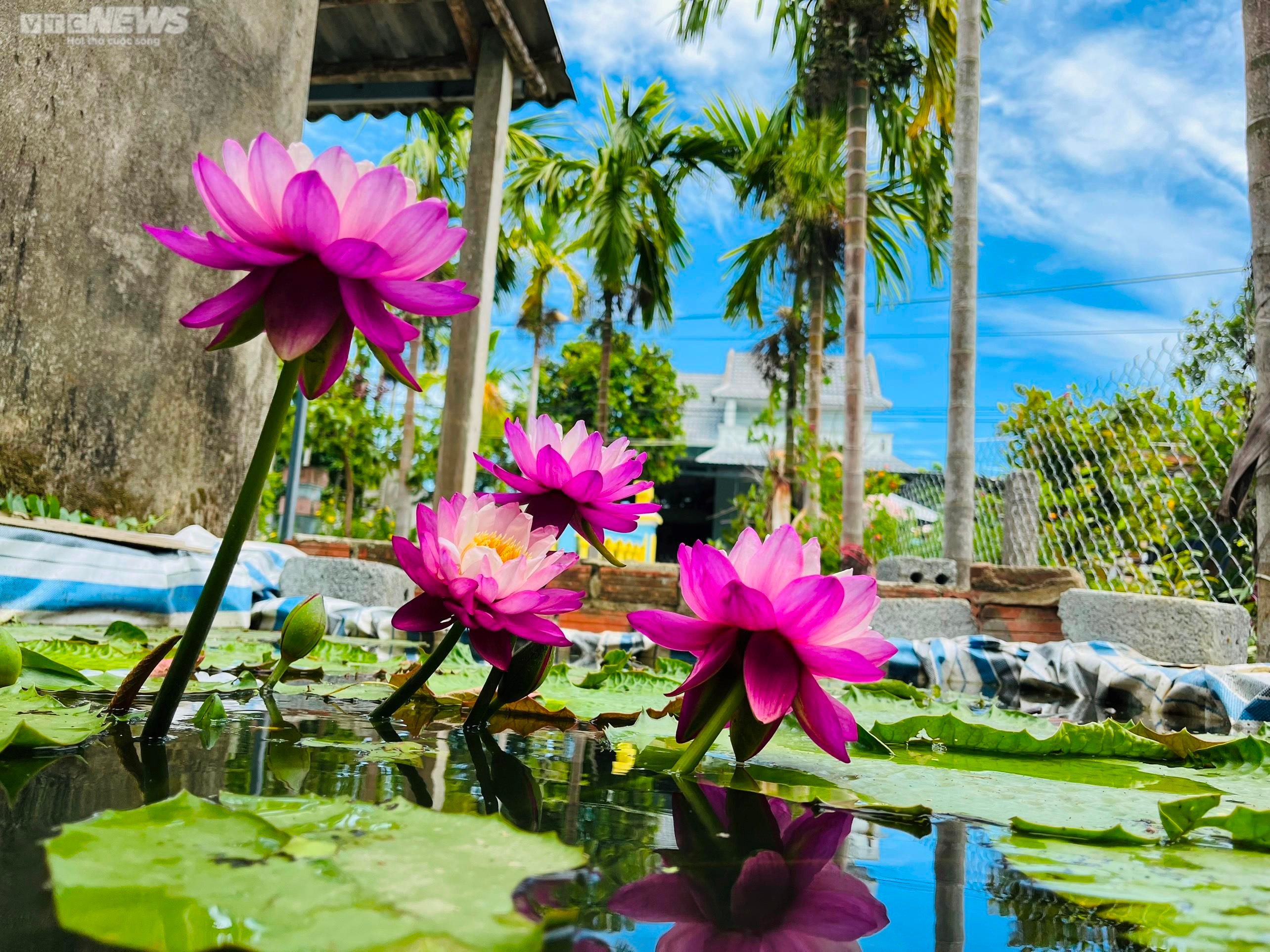 'Cất' bằng đại học, chàng kỹ sư địa chất Quảng Nam bỏ phố về quê trồng hoa súng - 3