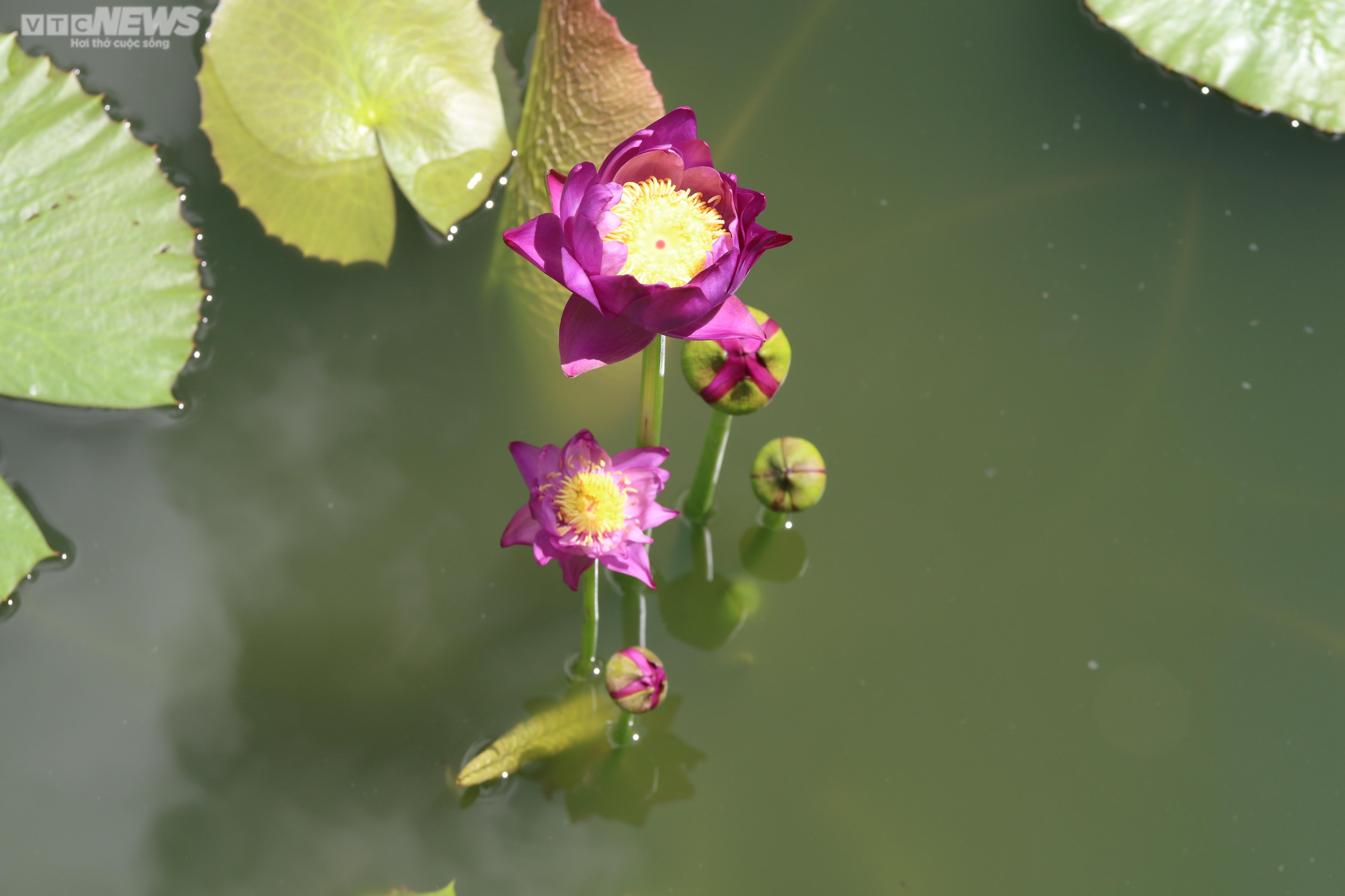 'Cất' bằng đại học, chàng kỹ sư địa chất Quảng Nam bỏ phố về quê trồng hoa súng - 10