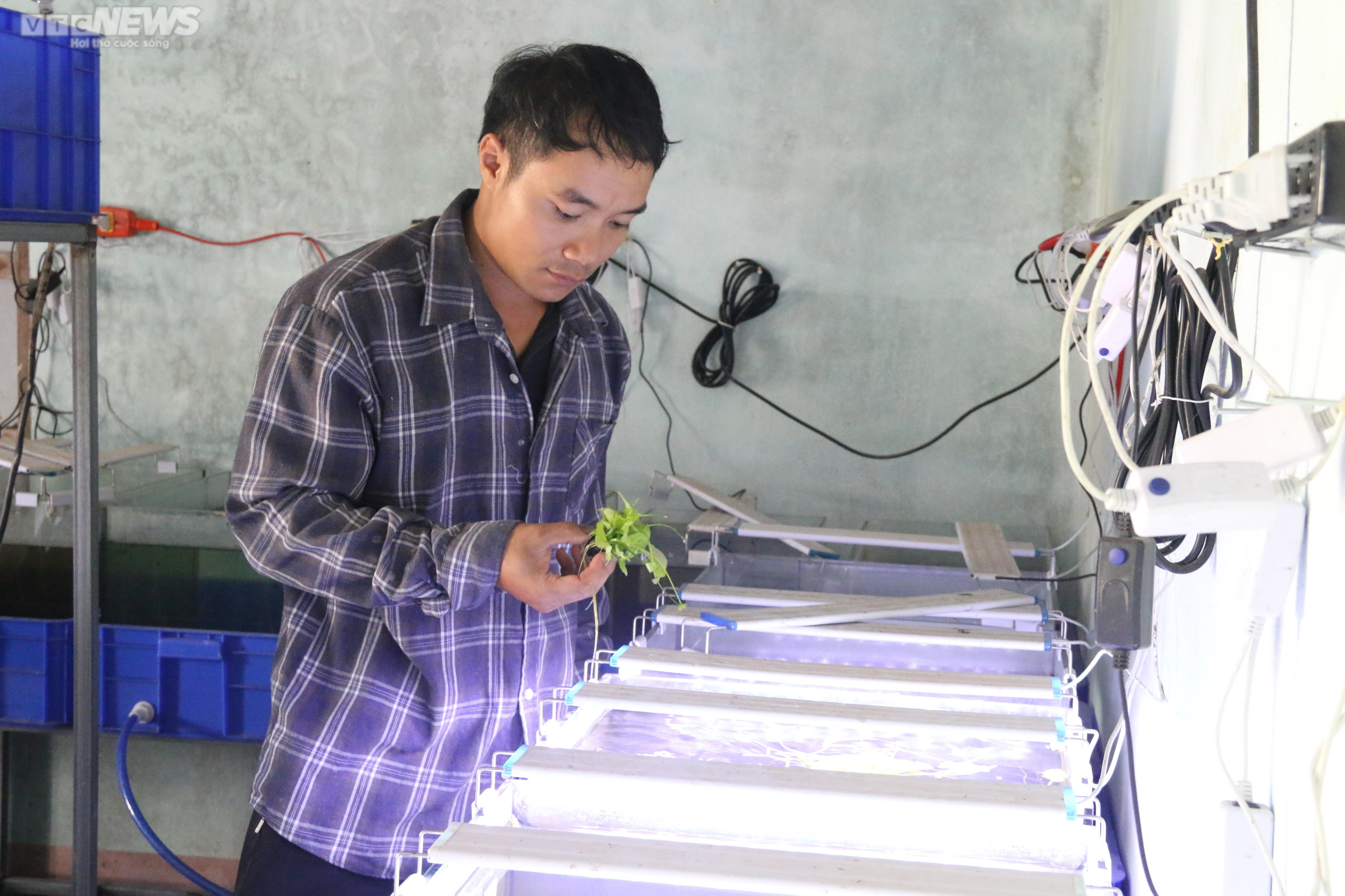 'Cất' bằng đại học, chàng kỹ sư địa chất Quảng Nam bỏ phố về quê trồng hoa súng - 6