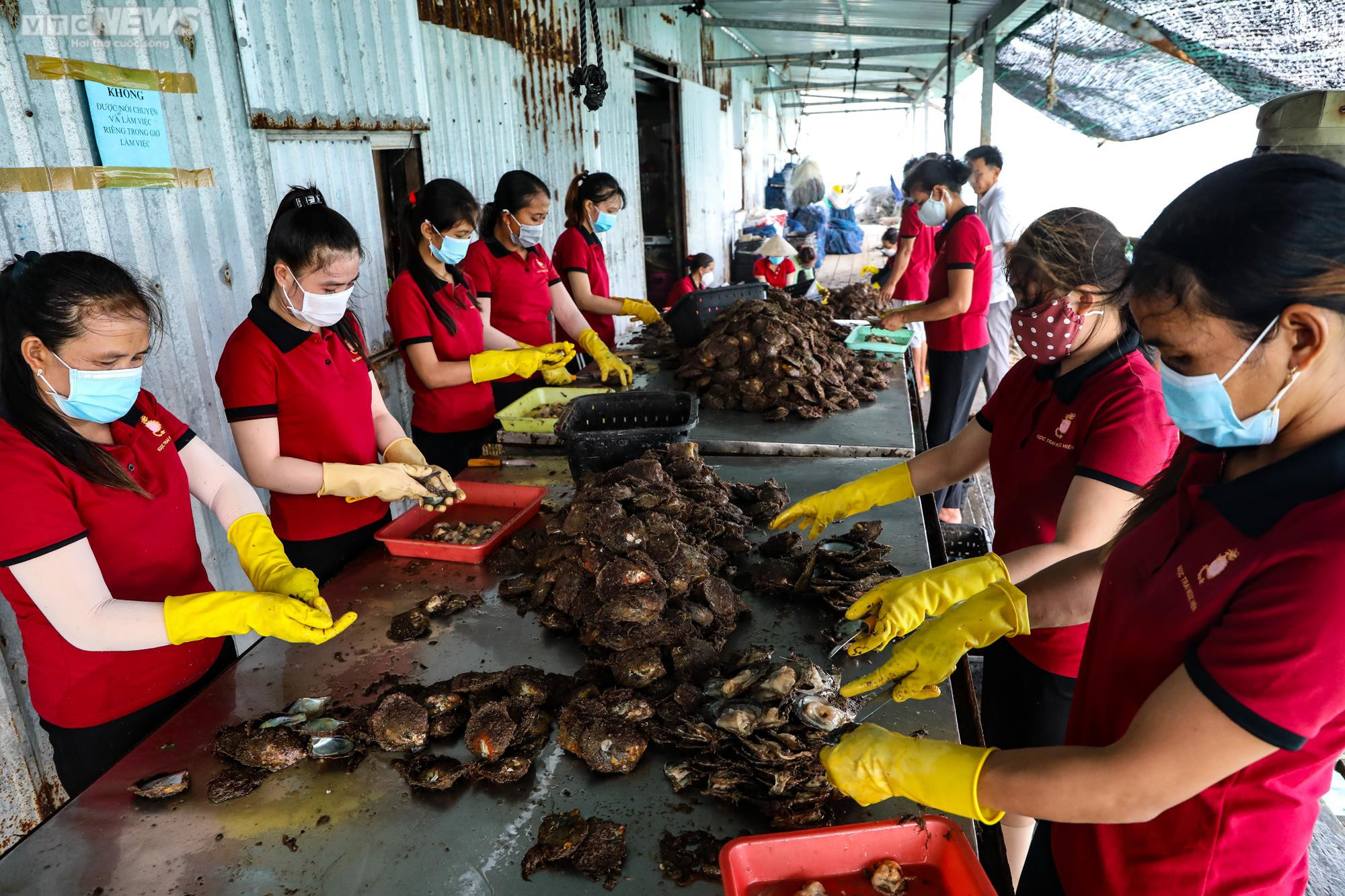 Tận mắt xem ngư dân Phú Quốc khai thác kho ngọc tiền tỷ dưới đáy biển - 3