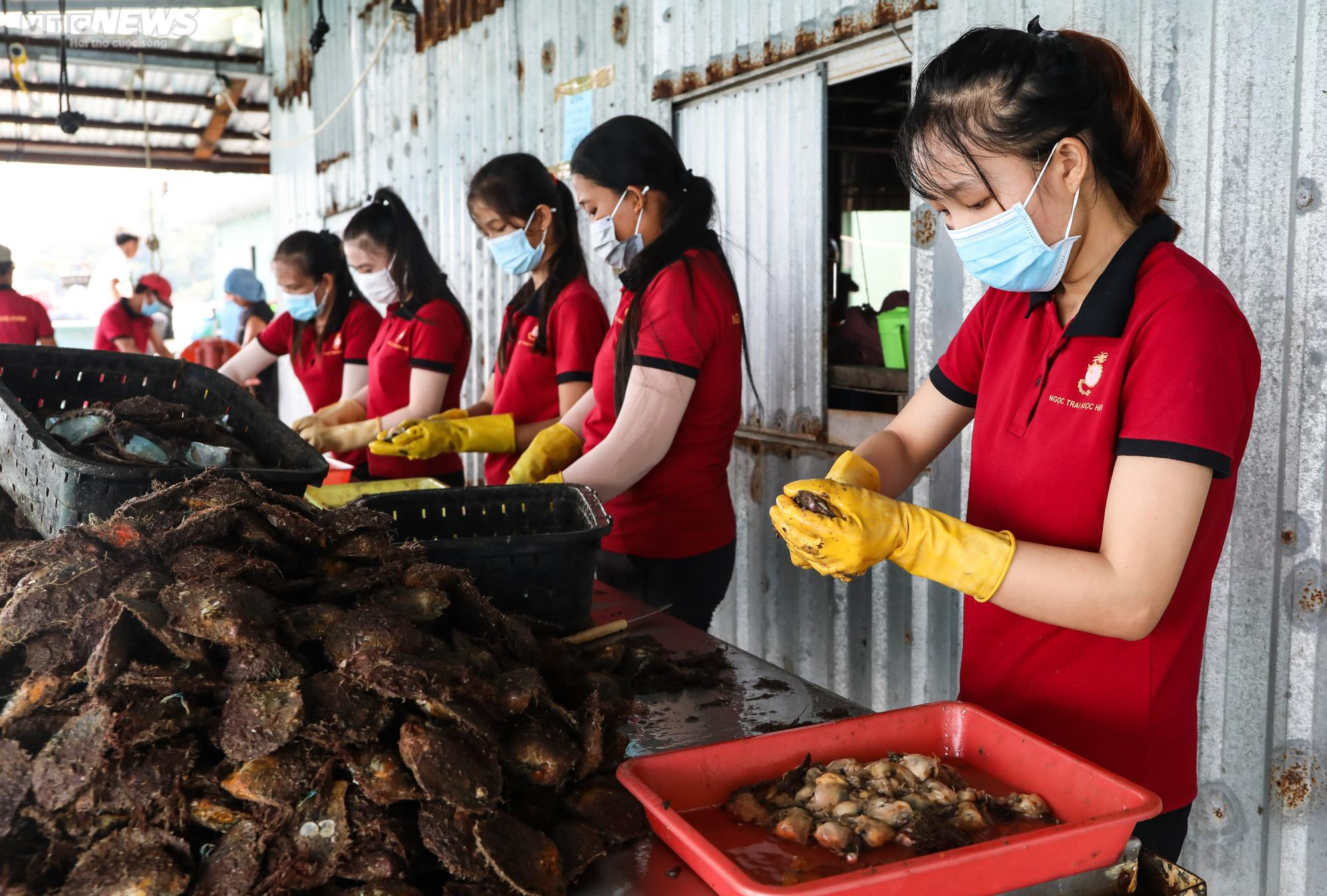 Tận mắt xem ngư dân Phú Quốc khai thác kho ngọc tiền tỷ dưới đáy biển - 14