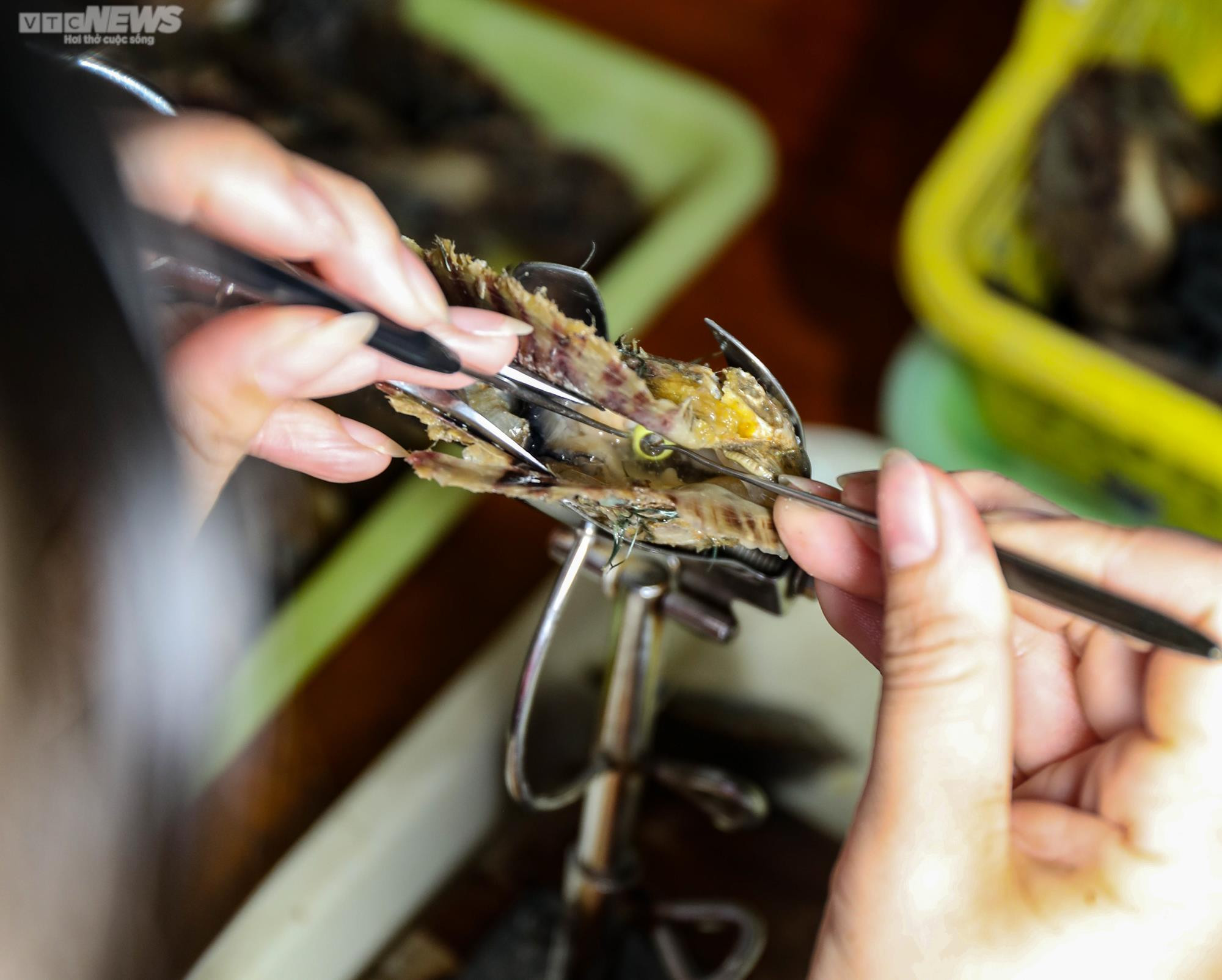 Tận mắt xem ngư dân Phú Quốc khai thác kho ngọc tiền tỷ dưới đáy biển - 10