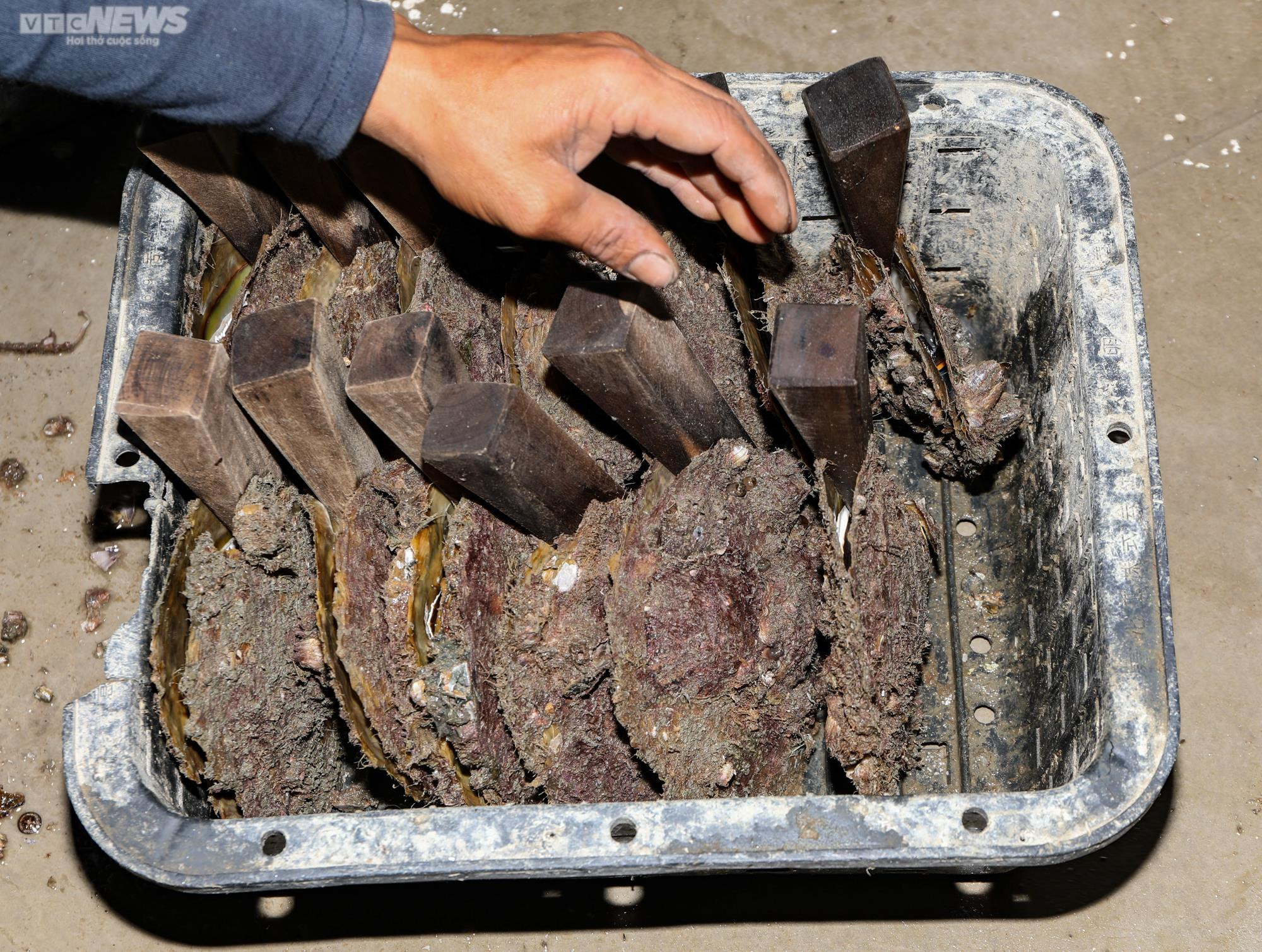 Tận mắt xem ngư dân Phú Quốc khai thác kho ngọc tiền tỷ dưới đáy biển - 6