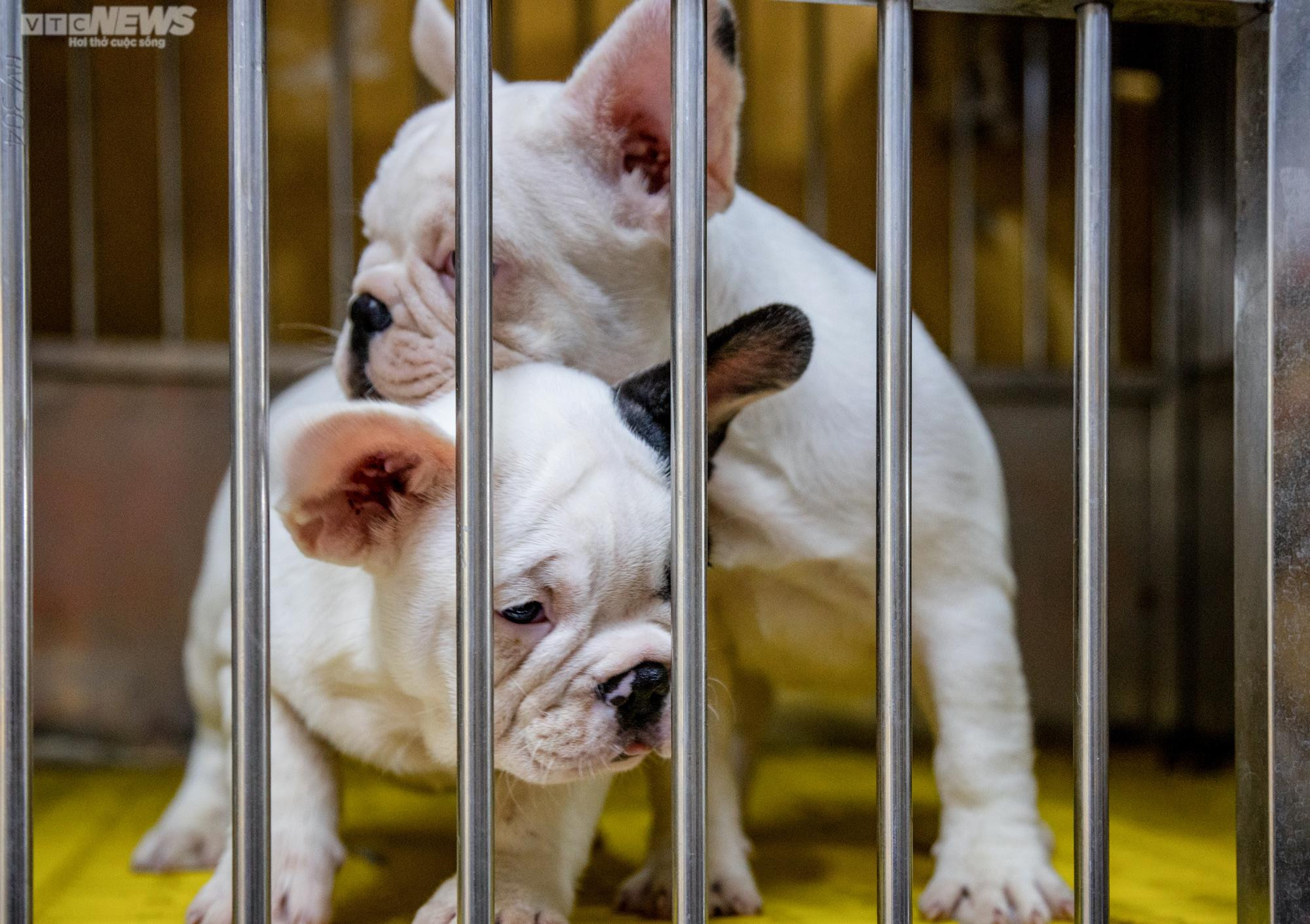 Ảnh: Chăm sóc chó Bull Pháp, 9X kiếm tiền tỷ mỗi năm - 3