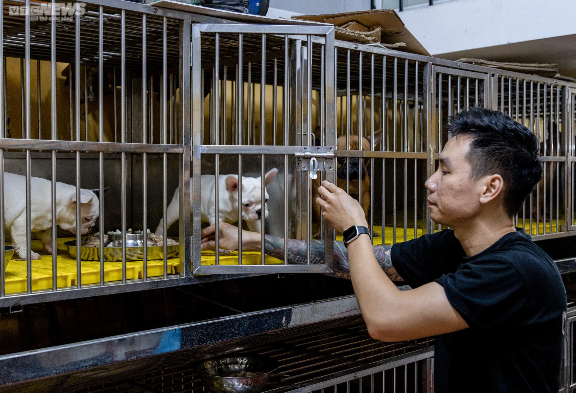 Ảnh: Chăm sóc chó Bull Pháp, 9X kiếm tiền tỷ mỗi năm - 10