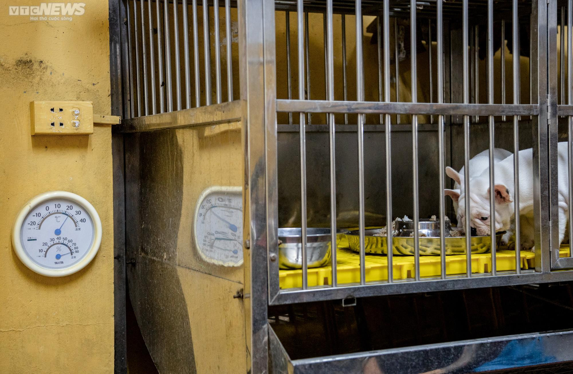 Ảnh: Chăm sóc chó Bull Pháp, 9X kiếm tiền tỷ mỗi năm - 7