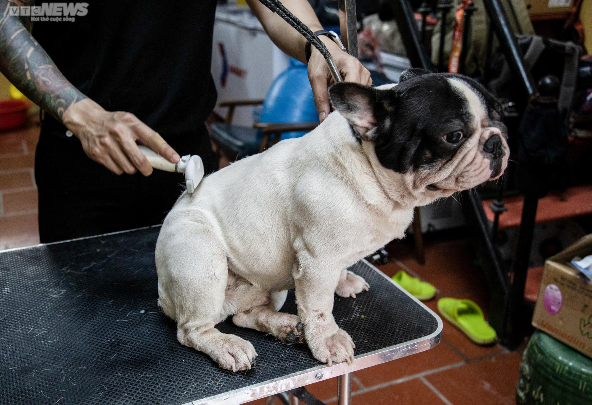 Ảnh: Chăm sóc chó Bull Pháp, 9X kiếm tiền tỷ mỗi năm - 12