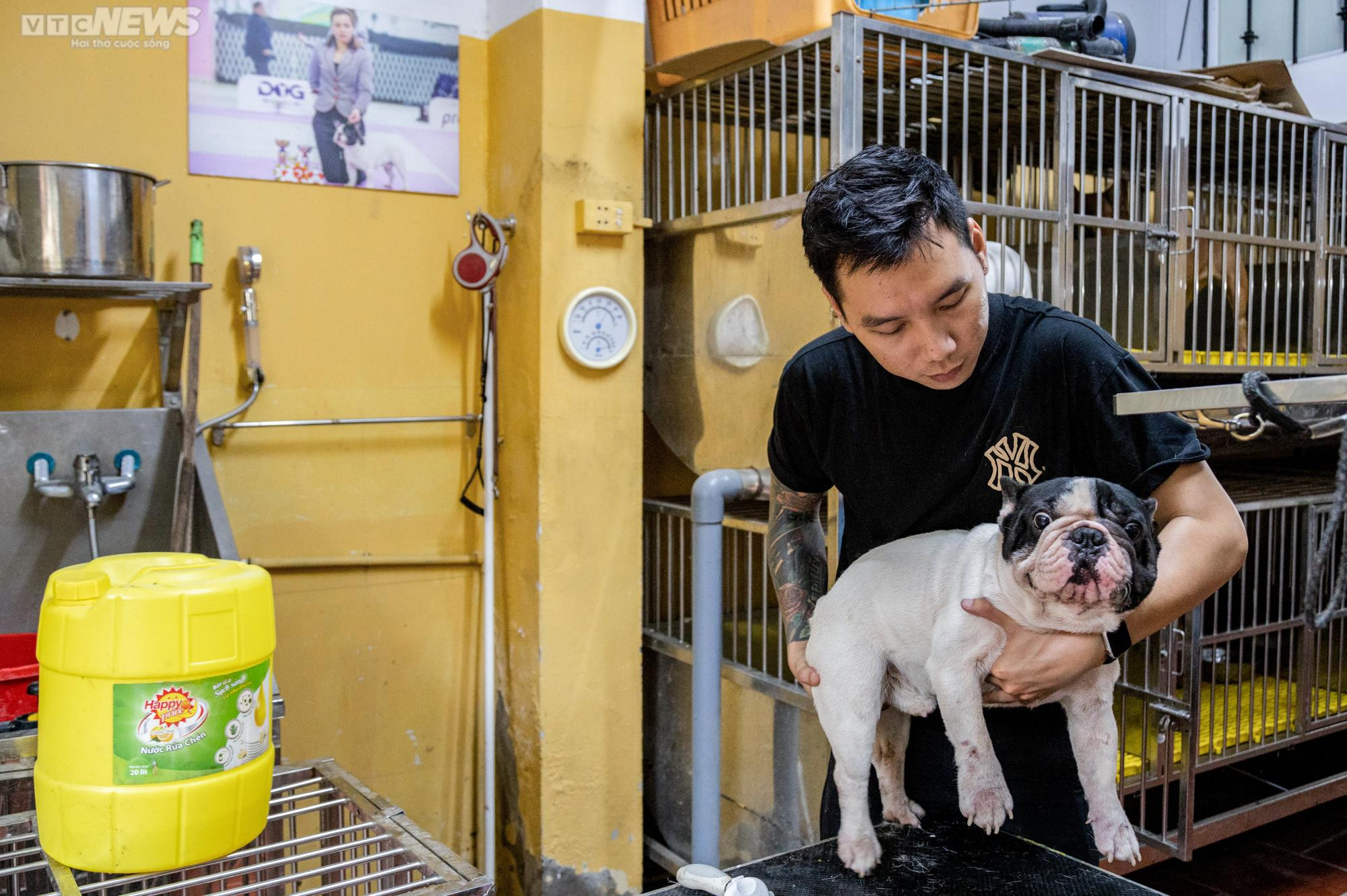 Ảnh: Chăm sóc chó Bull Pháp, 9X kiếm tiền tỷ mỗi năm - 1
