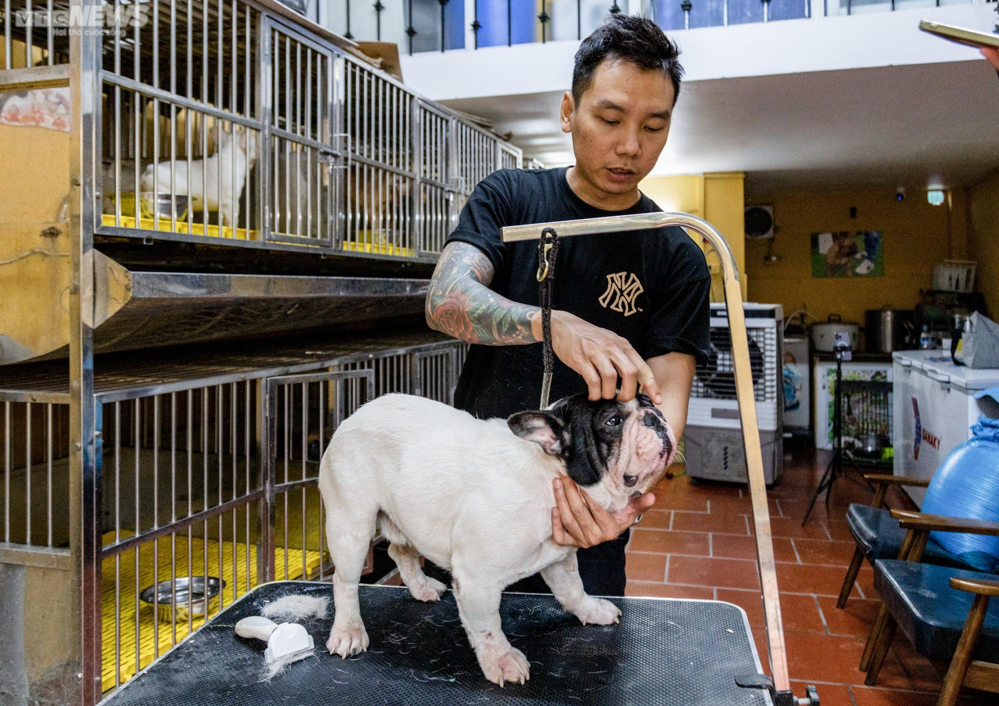 Ảnh: Chăm sóc chó Bull Pháp, 9X kiếm tiền tỷ mỗi năm - 11