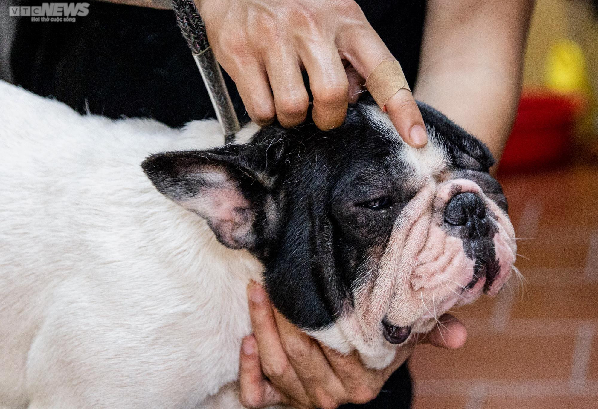 Ảnh: Chăm sóc chó Bull Pháp, 9X kiếm tiền tỷ mỗi năm - 5