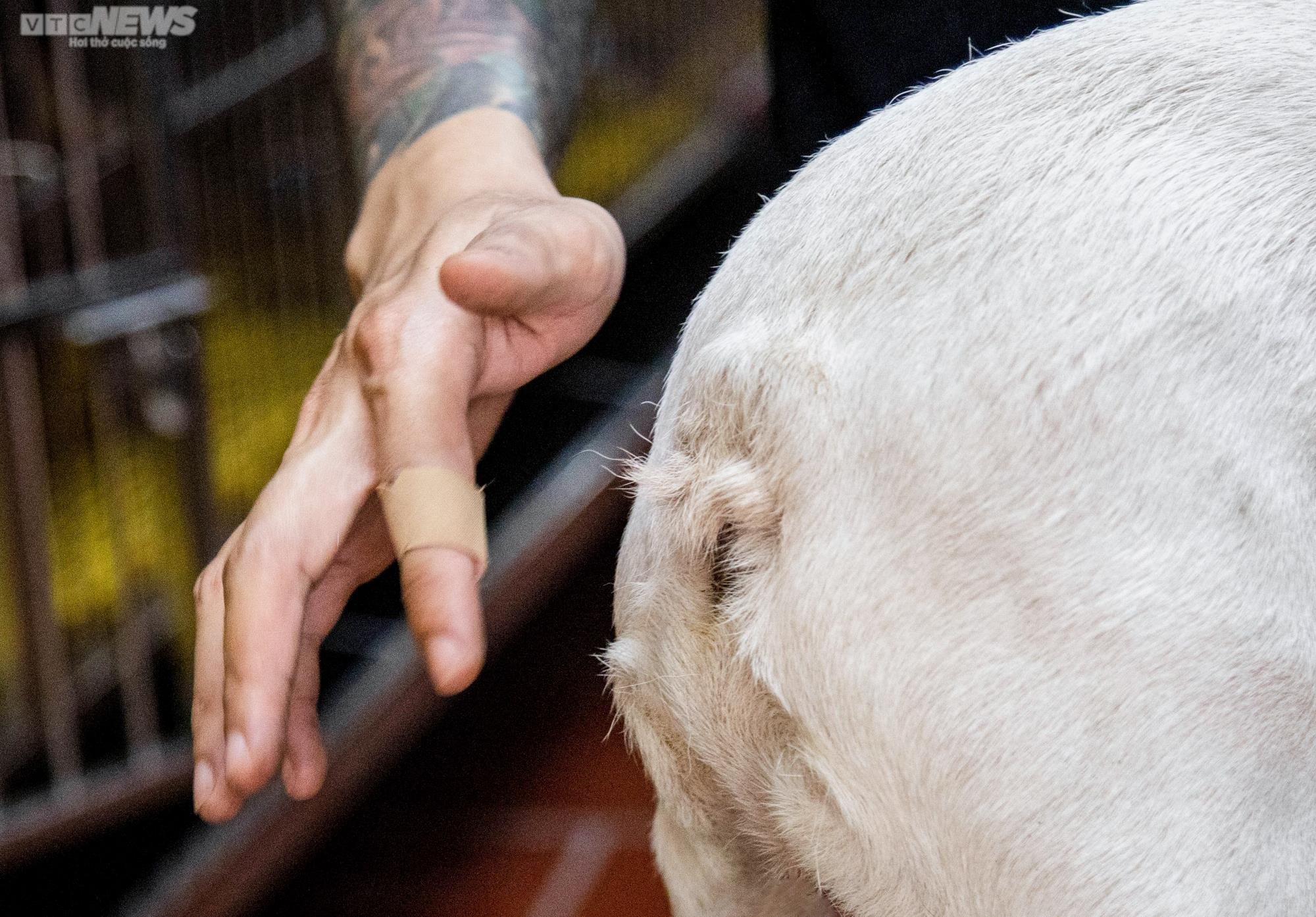 Ảnh: Chăm sóc chó Bull Pháp, 9X kiếm tiền tỷ mỗi năm - 6