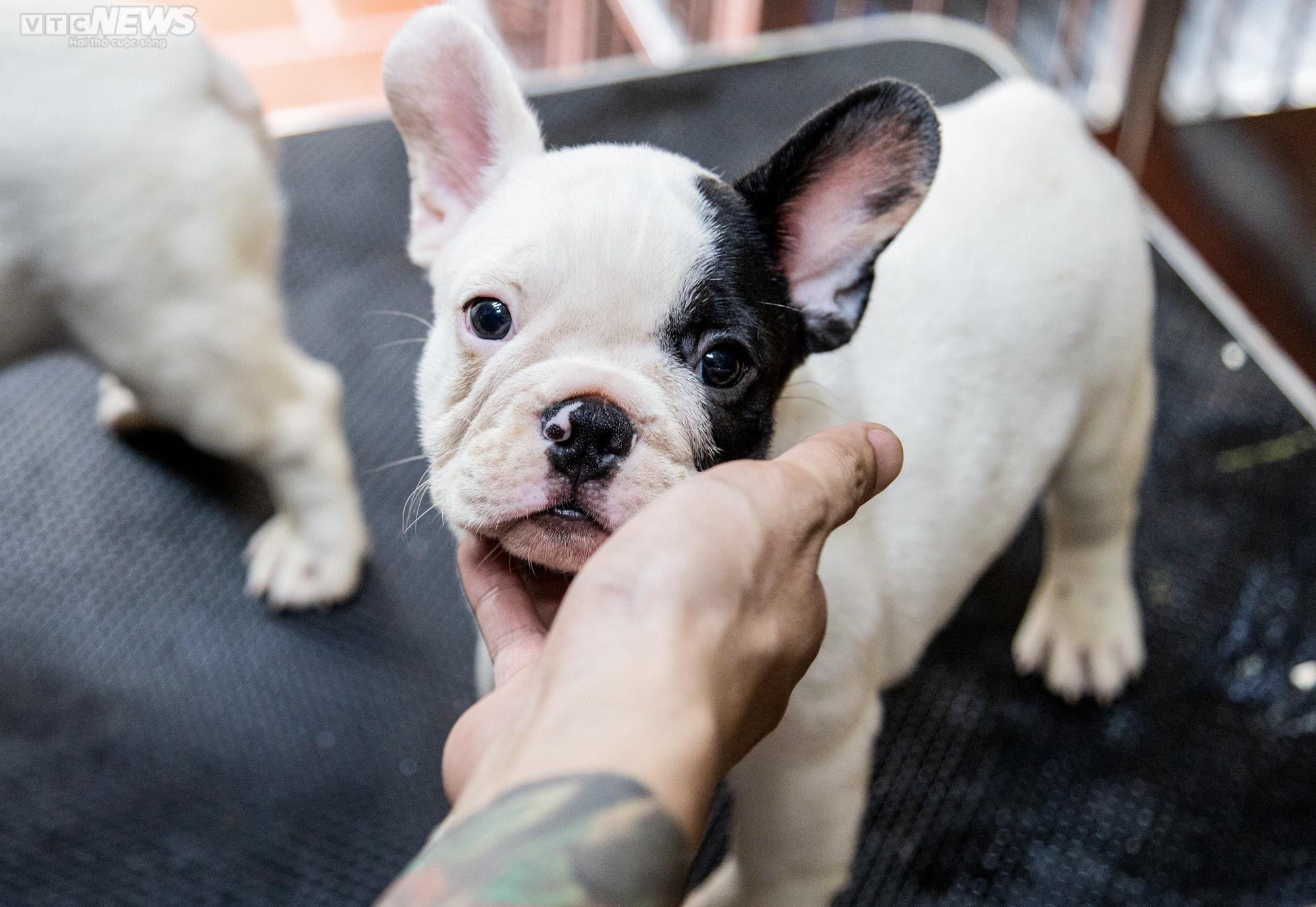 Ảnh: Chăm sóc chó Bull Pháp, 9X kiếm tiền tỷ mỗi năm - 2