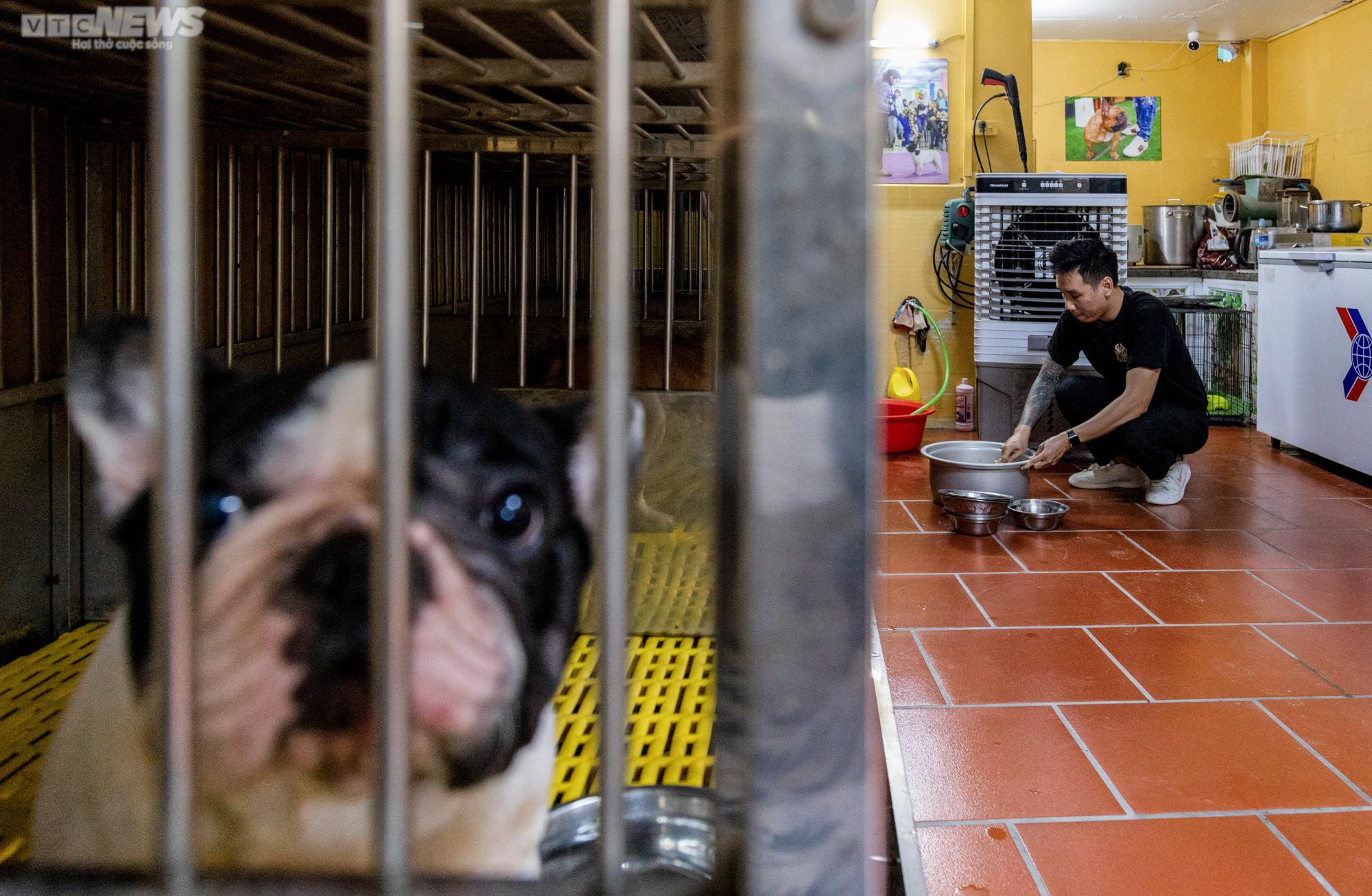 Ảnh: Chăm sóc chó Bull Pháp, 9X kiếm tiền tỷ mỗi năm - 8