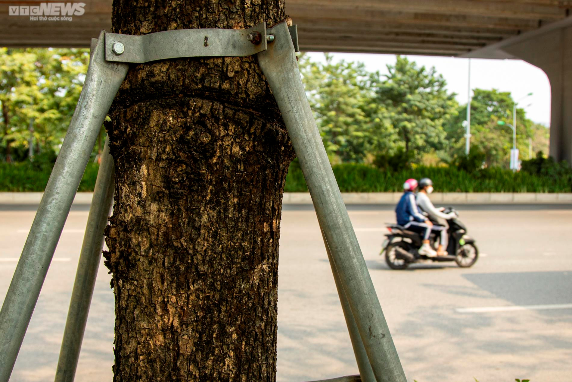 Xót xa 'gông cùm' sắt siết chặt hàng cây xanh đang phát triển - 8