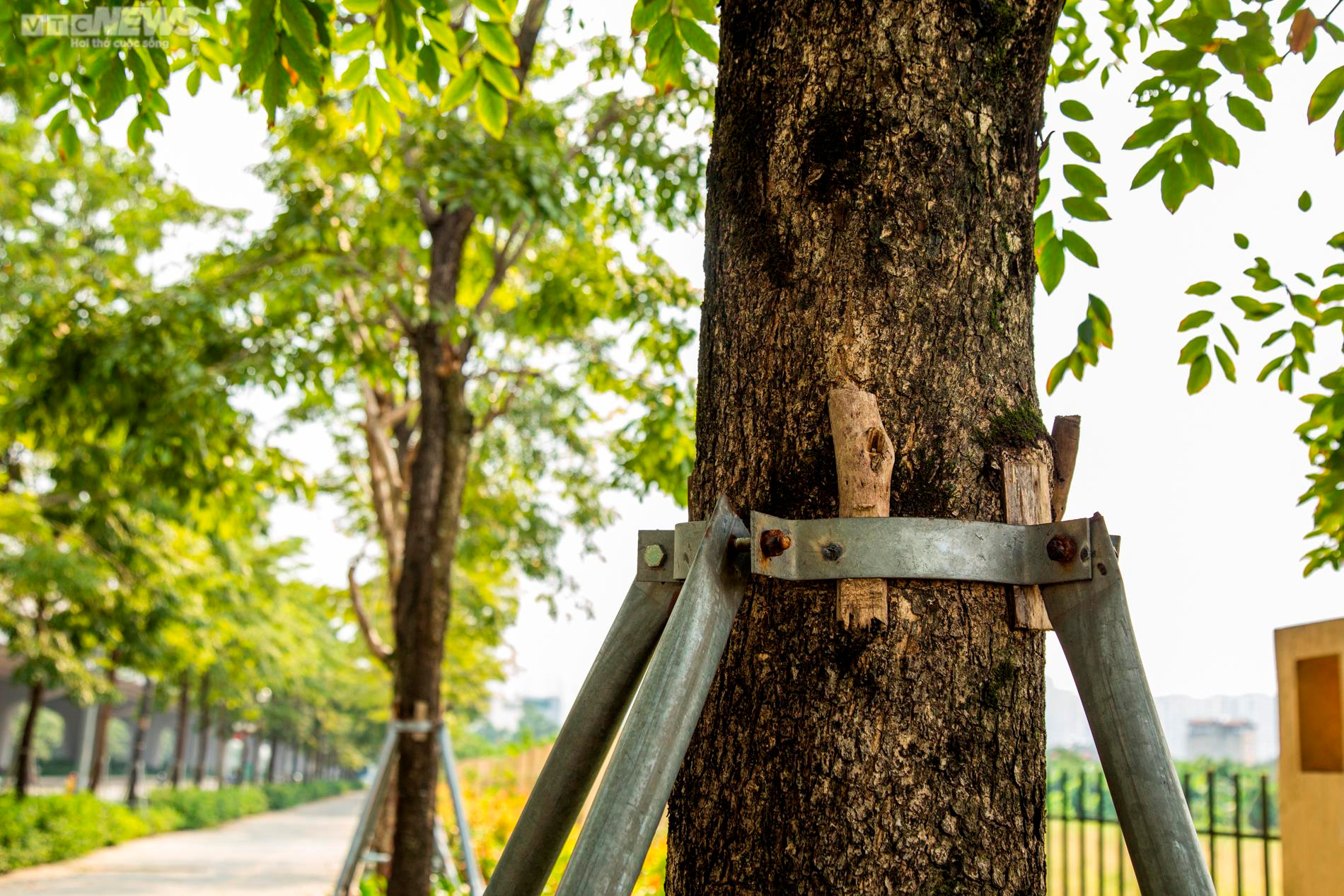 Xót xa 'gông cùm' sắt siết chặt hàng cây xanh đang phát triển - 9