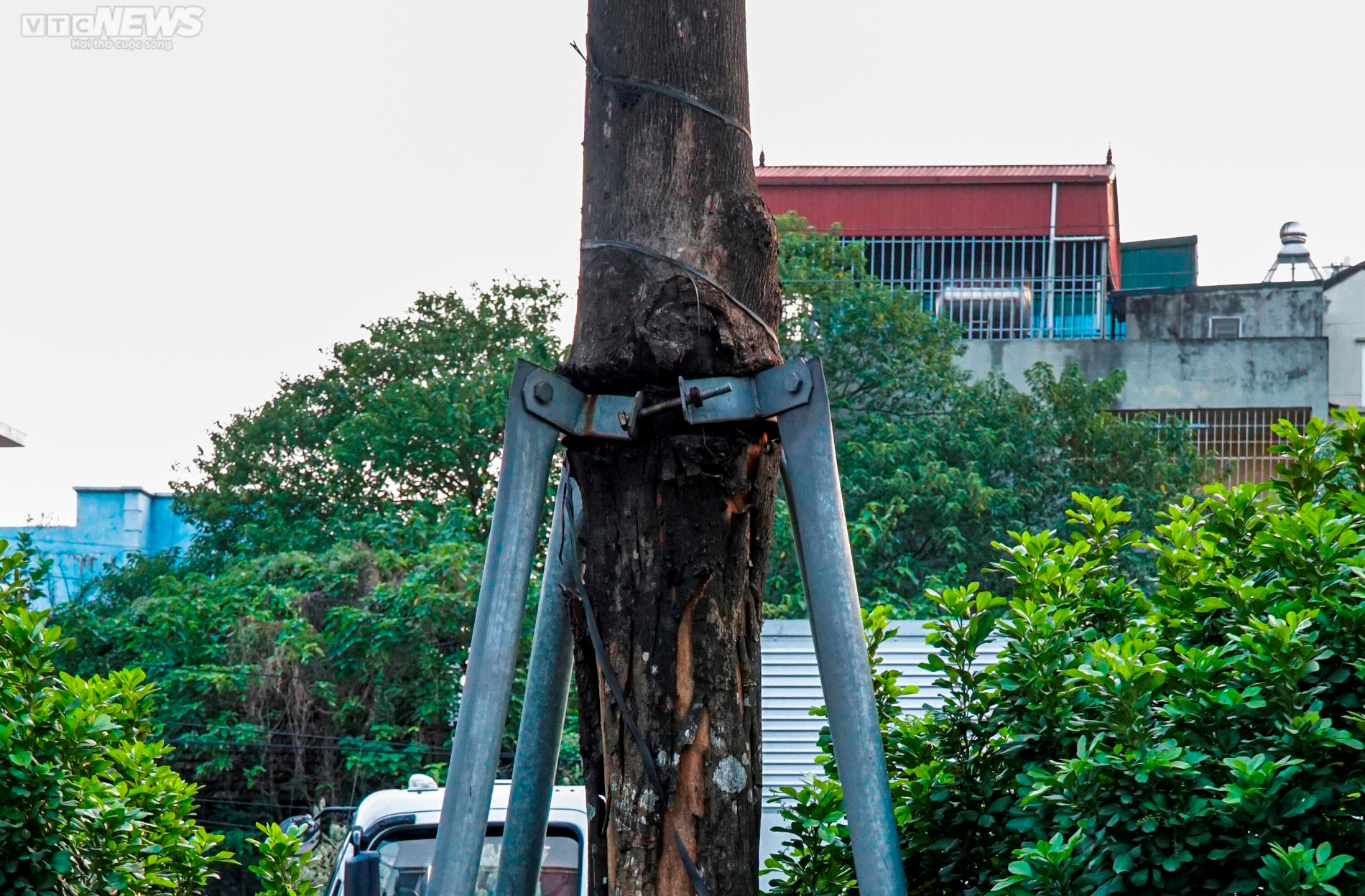 Xót xa 'gông cùm' sắt siết chặt hàng cây xanh đang phát triển - 11