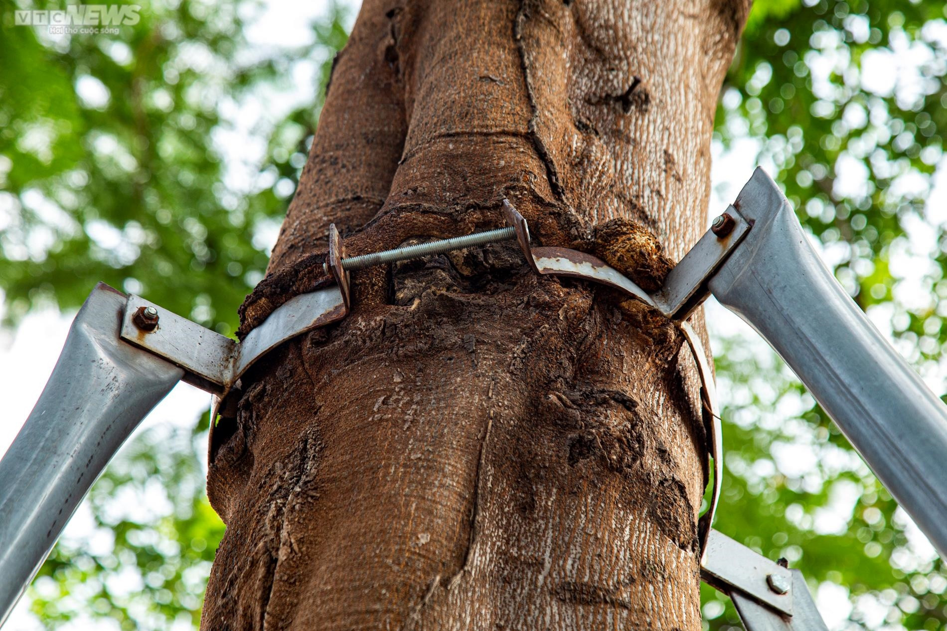 Xót xa 'gông cùm' sắt siết chặt hàng cây xanh đang phát triển - 3