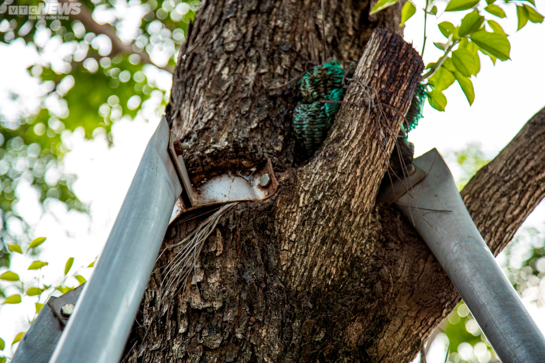 Xót xa 'gông cùm' sắt siết chặt hàng cây xanh đang phát triển - 4