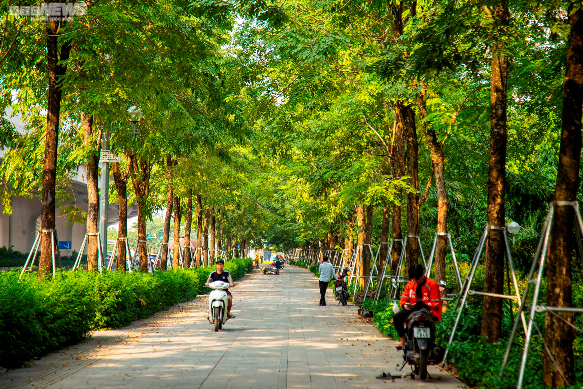 Xót xa 'gông cùm' sắt siết chặt hàng cây xanh đang phát triển - 6