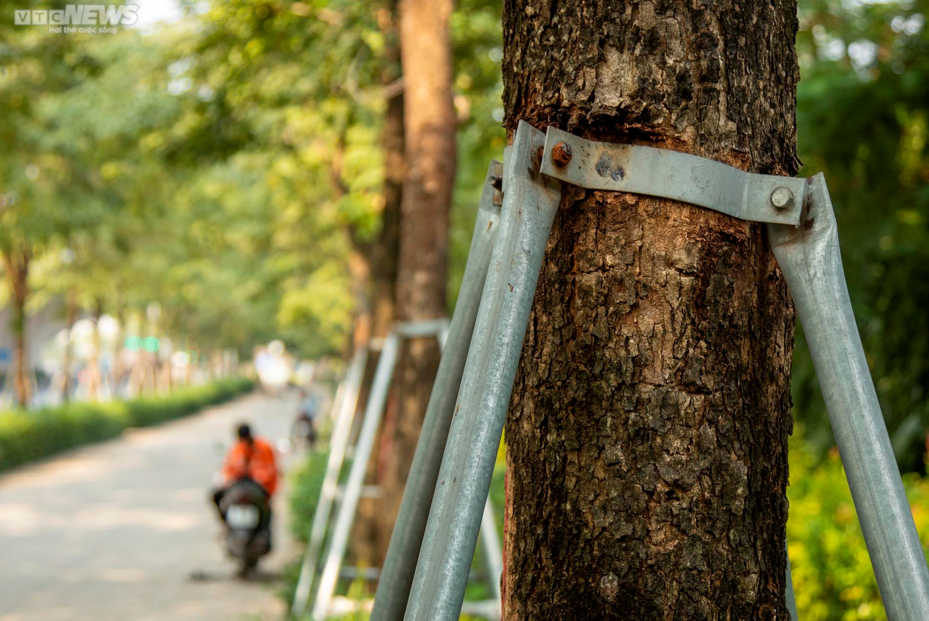 Xót xa 'gông cùm' sắt siết chặt hàng cây xanh đang phát triển - 7