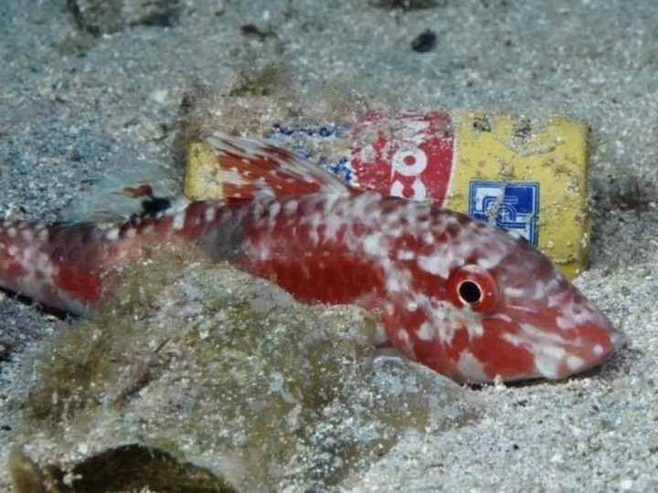 11 tác phẩm ảnh đạt giải 'Ô nhiễm trắng và những tác động đến hệ sinh thái biển' - 13