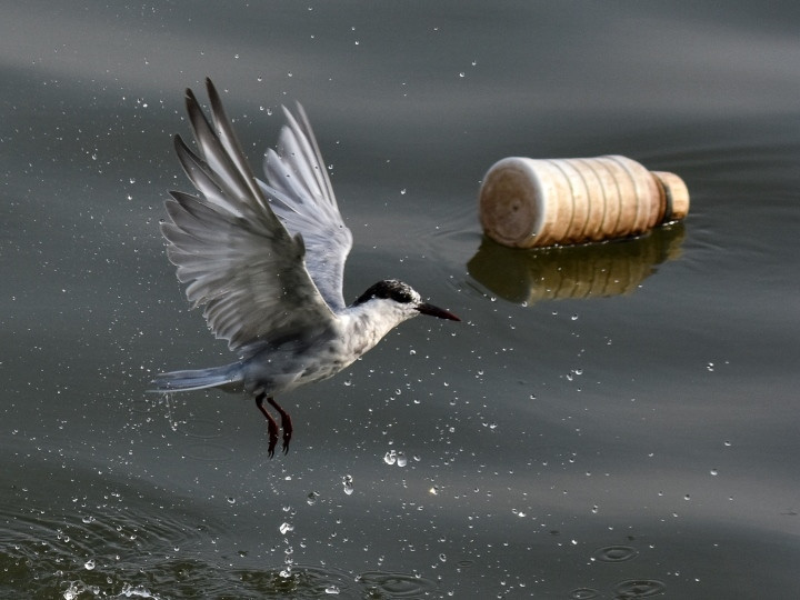 11 tác phẩm ảnh đạt giải 'Ô nhiễm trắng và những tác động đến hệ sinh thái biển' - 10