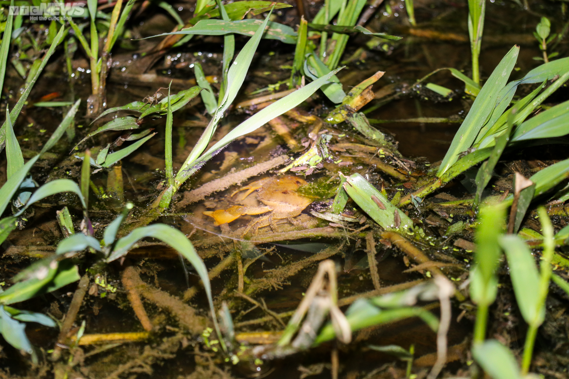 Người Hà Tĩnh đội đèn, bì bõm săn cua đồng sau mùa lũ - 10