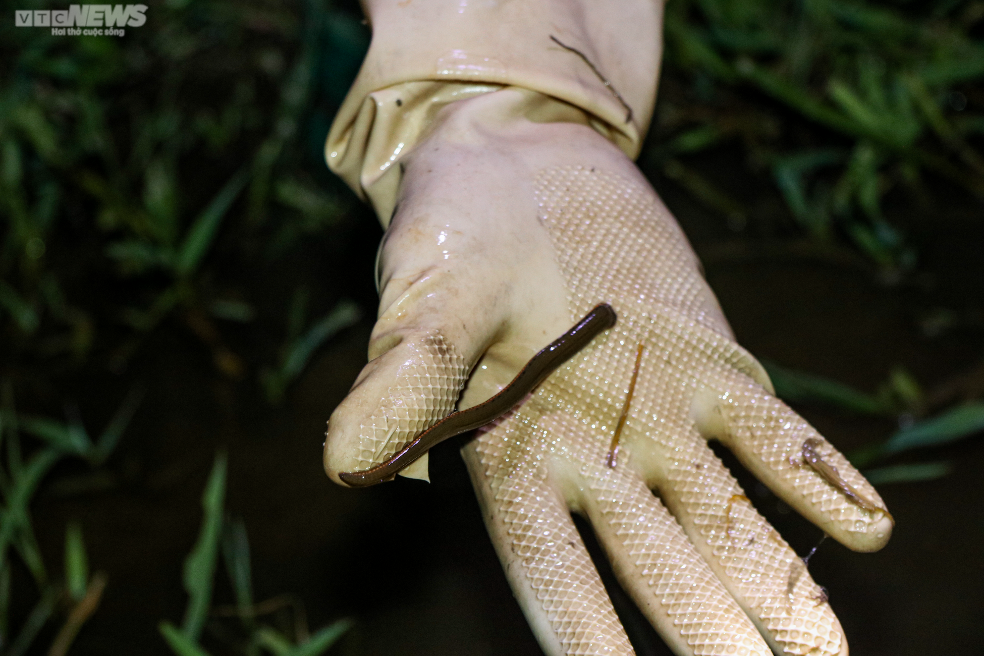 Người Hà Tĩnh đội đèn, bì bõm săn cua đồng sau mùa lũ - 14