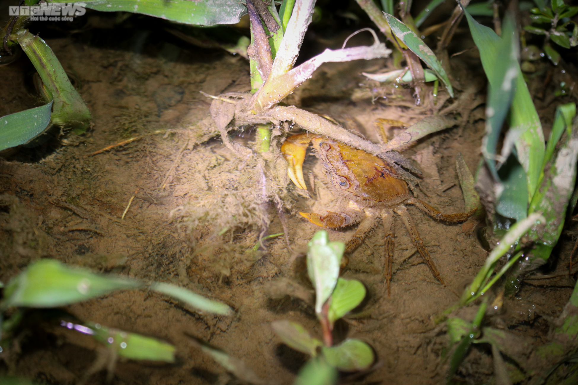 Người Hà Tĩnh đội đèn, bì bõm săn cua đồng sau mùa lũ - 5